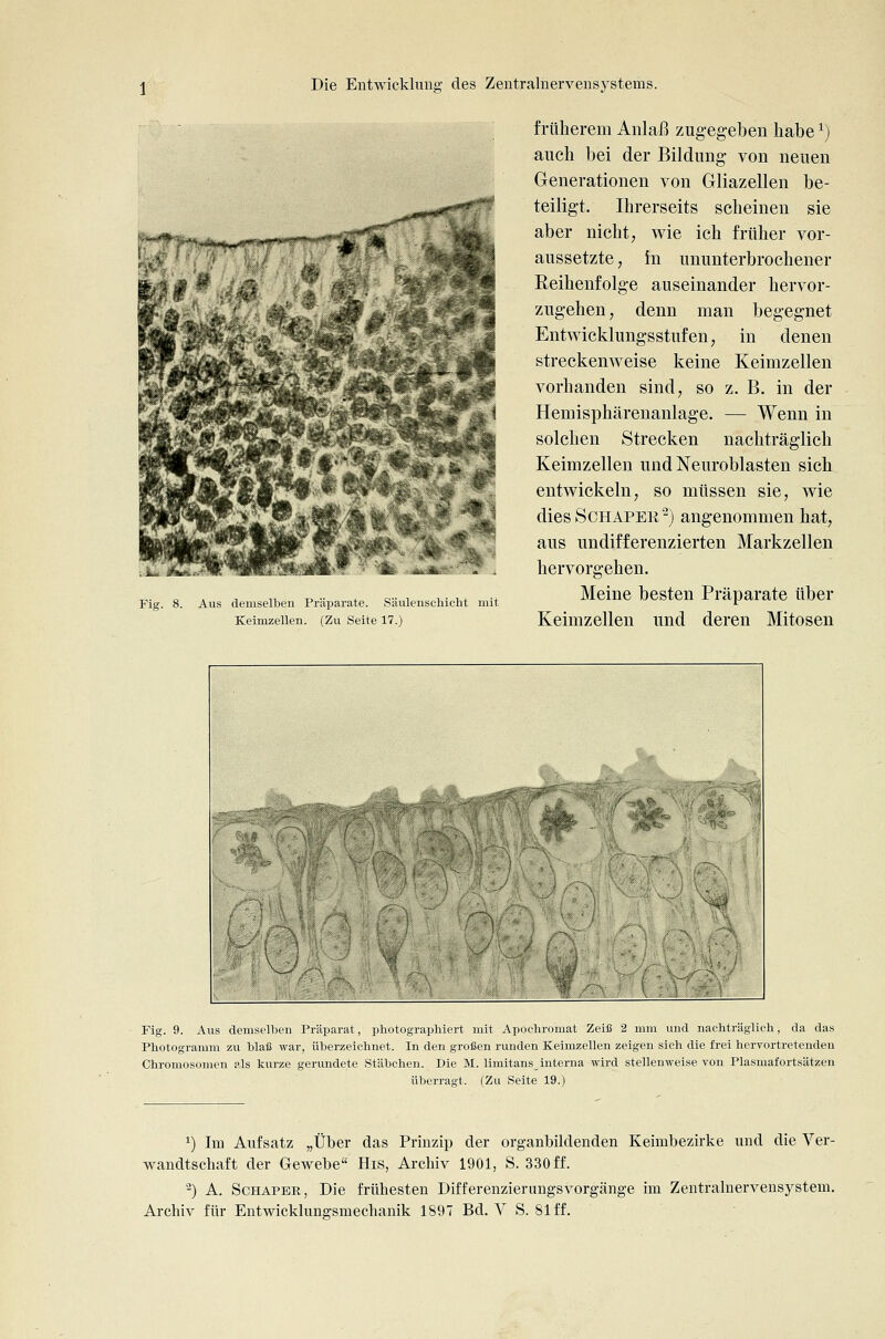 Fig. 8. Aus demselben Präparate. Säulenscliicht mit Keimzellen. (Zu Seite 17.) früherem Anlaß zugegeben habe ^) auch bei der Bildung von neuen Generationen von Gliazellen be- teiligt. Ihrerseits scheinen sie aber nicht, wie ich früher vor- aussetzte , in ununterbrochener Reihenfolge auseinander hervor- zugehen, denn man begegnet Entwicklungsstufen, in denen streckenweise keine Keimzellen vorhanden sind, so z. B. in der Hemisphärenanlage. — Wenn in solchen Strecken nachträglich Keimzellen und Neuroblasten sich entwickeln, so müssen sie, wie diesSCHAPEK^) angenommen hat, aus undifferenzierten Markzellen hervorgehen. Meine besten Präparate über Keimzellen und deren Mitosen Fig. 9. Aus demselben Präparat, photographiert mit Apochromat Zeiß 2 mm und nachträglich, da das Photogramm zu blaß war, überzeichnet. In den großen runden Keimzellen zeigen sich die frei hervortretenden Chromosomen ?,ls kurze gerundete Stäbchen. Die M. limitans_ interna wird stellenweise von Plasmafortsätzen überragt. (Zu Seite 19.) 1) Im Aufsatz „Über das Prinzip der organbildenden Keimbezirke und die Ver- wandtschaft der Gewebe His, Archiv 1901, S. 330 ff. ^) A. ScHAPER, Die frühesten Differenzierungsvorgänge im Zentralnervensj^stem. Archiv für Entwicklungsmechanik 1897 Bd. V S. 81 ff.