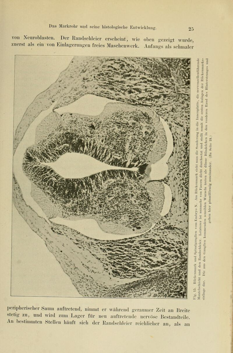 von Neuroblasten. Der Eandschleier erscheint, wie oben gezeigt wurde, zuerst als ein von Einlagerungen freies Masebenwerk. Anfangs als schmaler ^''iiiK'^ .= ? ^ peripherischer Saum auftretend, nimmt er Mährend geraumer Zeit an Breite stetig zu, und wird zum Lager für neu auftretende nervöse Bestandteile. An bestimmten Stellen häuft sich der Eandschleier reichlicher an, als an