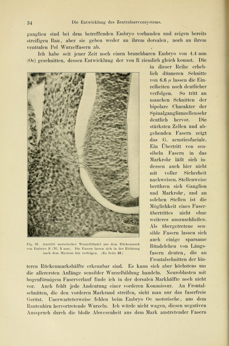 ganglien sind bei dem betreffenden Embryo vorhanden und zeigen bereits streifigen Bau, aber sie geben weder an ihrem dorsalen, noch an ihrem ventralen Pol Wurzelfasern ab. Ich habe seit jener Zeit noch einen brauchbaren Embryo von 4.4 mm (Oc) geschnitten, dessen Entwicklung der von R ziemlich gleich kommt. Die in dieser Eeihe erheb- lich dünneren Schnitte von 6.6 /t lassen die Ein- zelheiten noch deutlicher verfolgen. So tritt an manchen Schnitten der bipolare Charakter der Spinalganglienzellen sehr deutlich hervor. Die stärksten Zellen und ab- gehenden Fasern zeigt das G. acusticofaciale. Ein Übertritt von sen- sibeln Fasern in das Markrohr läßt sich in- dessen auch hier nicht mit voller Sicherheit nachweisen. Stellenweise berühren sich Ganglion und Markrohr, und an solchen Stellen ist die Möglichkeit eines Faser- übertrittes nicht ohne weiteres auszuschliei3en. Als übergetretene sen- sible Fasern lassen sich auch einige sparsame Bündelchen von Längs- fasern deuten, die an Frontalschnitten der hin- teren Rttckenmarkshälfte erkennbar sind. Es kann sich aber höchstens um die allerersten Anfänge sensibler Wurzelbildung handeln. Neuroblasten mit bogenförmigem Faserverlauf finde ich in der dorsalen Markhälfte noch nicht vor. Auch fehlt jede Andeutung einer vorderen Kommissur. An Frontal- schnitten, die den vorderen Markrand streifen, sieht man nur das faserfreie Gerüst. Unerwarteterweise fehlen beim Embryo Oc motorische, aus dem Rautenhirn hervortretende Wurzeln. Ich würde nicht wagen, diesen negativen Ausspruch durch die bloße Abwesenheit aus dem Mark austretender Fasern Fig. 16. Austritt motorisclier Wurzelbündel aus dem Eückenniark von Embryo E (Nl. 5 mm). Die Fasern lassen sieh in der Eichtung nach dem Myotom hin verfolgen. (Zu Seite 33.)