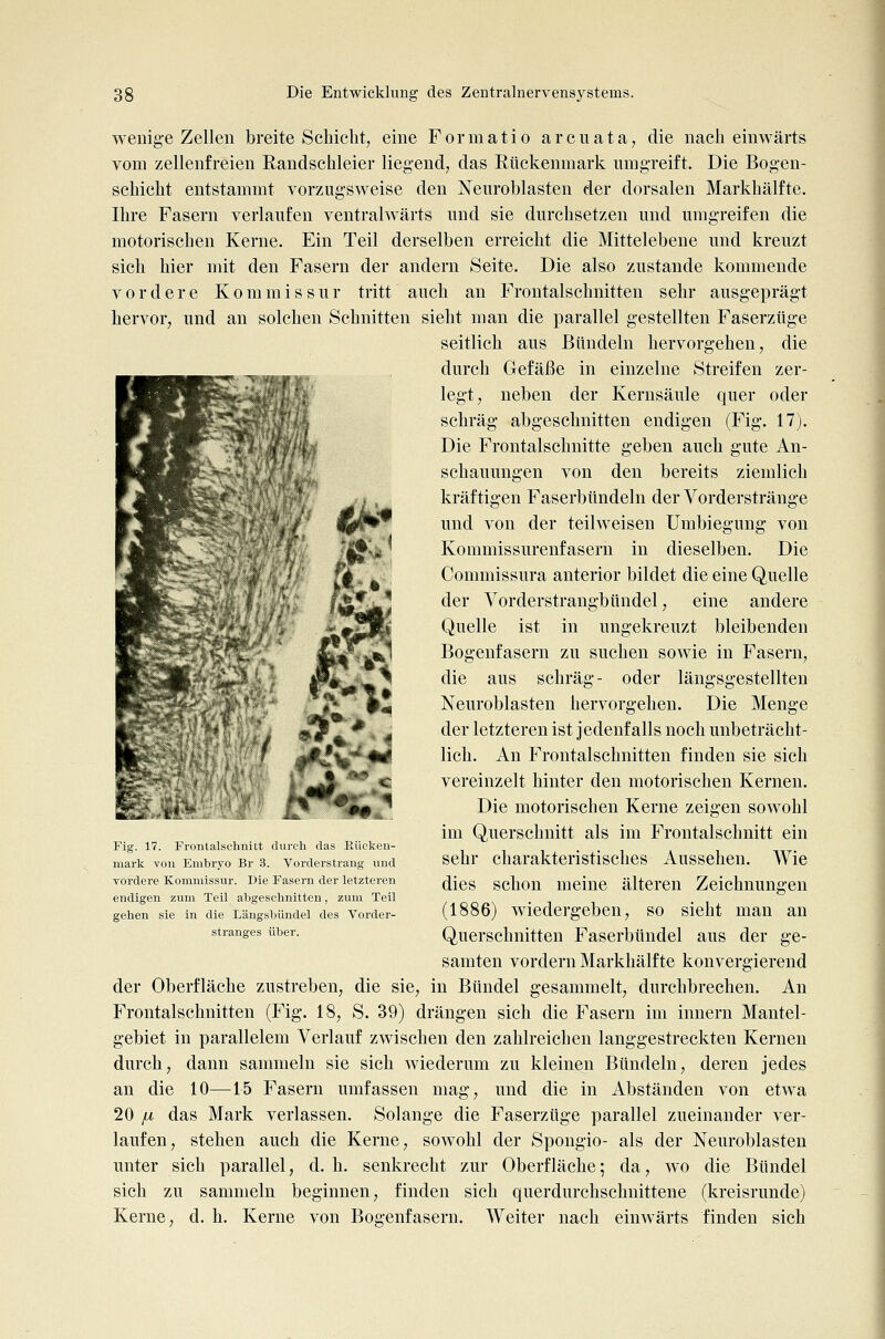 wenige Zellen breite Schicht, eine F o r m a t i o a r c u a t a, die nach einwärts vom zellenfreien Randschleier liegend, das Rückenmark umgreift. Die Bogen- schicht entstammt vorzugsweise den Neuroblasten der dorsalen Markhälfte. Ihre Fasern verlaufen ventralwärts und sie durchsetzen und umgreifen die motorischen Kerne. Ein Teil derselben erreicht die Mittelebene und kreuzt sich hier mit den Fasern der andern Seite. Die also zustande kommende vordere Kommissur tritt auch an Frontalschnitten sehr ausgeprägt hervor, und an solchen Schnitten sieht man die parallel gestellten Faserzüge seitlich aus Bündeln hervorgehen, die durch Gefäße in einzelne Streifen zer- legt, neben der Kernsäule quer oder schräg abgeschnitten endigen (Fig. 17). Die Frontalschnitte geben auch gute An- schauungen von den bereits ziemlich kräftigen Faserbündeln der Vorderstränge und von der teilweisen Umbiegung von Kommissurenfasern in dieselben. Die Commissura anterior bildet die eine Quelle der Vorderstrangbündel, eine andere Quelle ist in ungekreuzt bleibenden Bogenfasern zu suchen sowie in Fasern, die aus schräg- oder längsgestellten Neuroblasten hervorgehen. Die Menge der letzteren ist jedenfalls noch unbeträcht- lich. An Frontalschnitten finden sie sich vereinzelt hinter den motorischen Kernen. Die motorischen Kerne zeigen sowohl im Querschnitt als im Frontalschnitt ein sehr charakteristisches Aussehen. Wie dies schon meine älteren Zeichnungen (1886) wiedergeben, so sieht man an Querschnitten Faserbündel aus der ge- samten vordem Markhälfte konvergierend der Oberfläche zustreben, die sie, in Bündel gesammelt, durchbrechen. An Frontalschnitten (Fig. 18, S. 39) drängen sich die Fasern im innern Mantel- gebiet in parallelem Verlauf zwischen den zahlreichen langgestreckten Kernen durch, dann sammeln sie sich wiederum zu kleinen Bündeln, deren jedes an die 10—15 Fasern umfassen mag, und die in Abständen von etwa 20 fx das Mark verlassen. Solange die Faserzüge parallel zueinander ver- laufen, stehen auch die Kerne, sowohl der Spongio- als der Neuroblasten unter sich parallel, d. h. senkrecht zur Oberfläche; da, wo die Bündel sich zu sammeln beginnen, finden sich querdurchschnittene (kreisrunde) Kerne, d. h. Kerne von Bogenfasern. Weiter nach einwärts finden sich Fig. 17. Frontalschnitt durch das Eücken- mark von Embryo Br 3. Vorderstrang und vordere Kommissur. Die Fasern der letzteren endigen zum Teil abgeschnitten, zum Teil gehen sie in die Längsbündel des Vorder- stranges über.