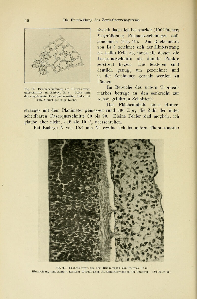 Fig. 19. Prismenzeichnung des Hinterstrang- querschnittes am Embryo Br 3. Gerüst mit den eingelagerten Faserquerschnitten, links drei zum Gerüst gehörige Kerne. Zweck habe ich bei starker (1000 facher) VergTößerimg Prismenzeichniingen auf- genommen (Fig.> 19). Am Rückenmark von Br 3 zeichnet sich der Hinterstrang' als helles Feld ab, innerhalb dessen die Faserquerschnitte als dunkle Punkte zerstreut liegen. Die letzteren sind deutlich genug, um gezeichnet und in der Zeichnung gezählt werden zu können. Im Bereiche des untern Thoracal- markes beträgt an den senkrecht zur Achse geführten Schnitten: Der Flächeninhalt eines Hinter- stranges mit dem Planimeter gemessen rund 500 Hjli, die Zahl der unter scheidbaren Faserquerschnitte 80 bis 90. Kleine Fehler sind möglich, ich glaube aber nicht, daß sie 10 % überschreiten. Bei Embryo N von 10.9 mm Nl ergibt sich im untern Thoracalmark: \ '-^ % «'. ^ Fig. 20. Frontalschnitt aus dem Eückenmark von Embryo Br 3. Hinterstrang und Eintritt hinterer Wiirzelfasern, Auseinanderweichen der letzteren. (Zu Seite 41.)