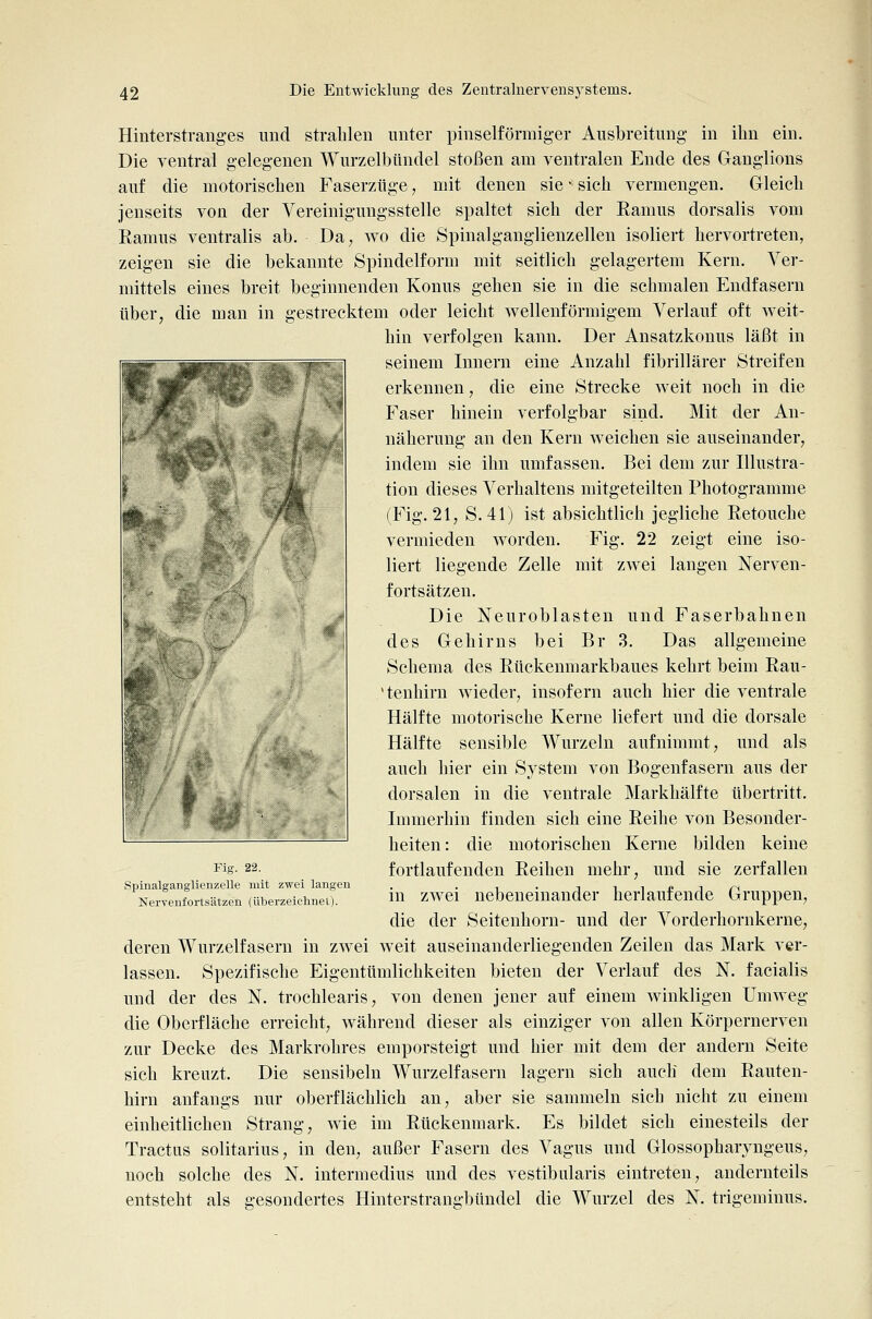 Hinterstranges und strahlen unter pinselförmiger Ausbreitung in ihn ein. Die ventral gelegenen Wurzelbtindel stoßen am ventralen Ende des Ganglions auf die motorischen Faserzüge, mit denen sie • sich vermengen. Gleich jenseits von der Vereiniguugsstelle spaltet sich der Eamus dorsalis vom Eamus ventralis ab. Da, wo die Spinalganglienzellen isoliert hervortreten, zeigen sie die bekannte Spindelform mit seitlich gelagertem Kern. Ver- mittels eines breit beginnenden Konus gehen sie in die schmalen Endfasern über, die man in gestrecktem oder leicht wellenförmigem Verlauf oft weit- hin verfolgen kann. Der Ansatzkonus läßt in seinem Innern eine Anzahl fibrillärer Streifen erkennen, die eine Strecke weit noch in die Faser hinein verfolgbar sind. Mit der An- näherung an den Kern weichen sie auseinander, indem sie ihn umfassen. Bei dem zur Illustra- tion dieses Verhaltens mitgeteilten Photogramme (Fig. 21, S. 41) ist absichtlich jegliche Retouche vermieden worden. Fig. 22 zeigt eine iso- liert liegende Zelle mit zwei langen Nerven- fortsätzen. Die Neuroblasten und Faserbahnen des Gehirns bei Br 3. Das allgemeine Schema des Rückenmarkbaues kehrt beim Rau- 'tenhirn wieder, insofern auch hier die ventrale Hälfte motorische Kerne liefert und die dorsale Hälfte sensible Wurzeln aufnimmt, und als auch hier ein System von Bogenfasern aus der dorsalen in die ventrale Markhälfte übertritt. Immerhin finden sich eine Reihe von Besonder- heiten: die motorischen Kerne bilden keine fortlaufenden Reihen mehr, und sie zerfallen in zwei nebeneinander herlaufende Gruppen, die der Seiteuhorn- und der Vorderhornkerne, deren Wurzelfasern in zwei weit auseiuanderliegenden Zeilen das Mark ver- lassen. Spezifische Eigentümlichkeiten bieten der Verlauf des N. facialis und der des N. trochlearis, von denen jener auf einem winkligen Umweg die Oberfläche erreicht, während dieser als einziger von allen Körpernerven zur Decke des Markrohres emporsteigt und hier mit dem der andern Seite sich kreuzt. Die sensibeln Wurzelfasern lagern sich auch dem Rauten- hirn anfangs nur oberflächlich an, aber sie sammeln sich nicht zu einem einheitlichen Strang, wie im Rückenmark. Es bildet sich einesteils der Tractus solitarius, in den, außer Fasern des Vagus und Glossopharyngeus, noch solche des N. intermedius und des vestibiilaris eintreten, andernteils entsteht als gesondertes Hinterstrangbündel die Wurzel des N. trigeminus. Fig. 22. Spinalganglienzelle mit zwei langen Kervenfortsätzen (überzeiohnei).