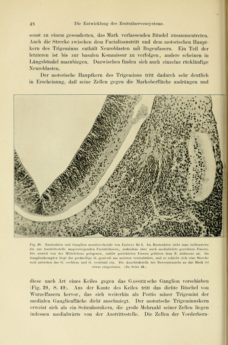 sonst zu einem gesonderten, das Mark verlassenden Bündel zusammentreten. Auch die Strecke zwischen dem Facialisaustritt und dem motorischen Haupt- kern des Trig-eminus enthält Neurohlasten mit Bogenfasern. Ein Teil der letzteren ist bis zur basalen Kommissur zu verfolgen, andere scheinen in Längsbündel umzubiegen. Dazwischen finden sich auch einzelne rückläufige Ncuroblasten. Der motorische Hauptkern des Trigeminus tritt dadurch sehr deutlich in Erscheinung, daß seine Zellen gegen die Markoberfläche andrängen und Fig. 28. Eauteuhirn und Ganglion acustico-faciale von Embryo Br 3. Im Rautenhirn sieht man stellenweise dig zur Austrittsstelle emporsteigenden Facialisfasern, außerdem aber auch mediahvärts gerichtete Fasern. Die unweit von der Mittelebene gelegenen, radiär gerichteten Fasern gehören dem N. abducens an. Im Ganglienkomplex liegt das großzellige G. geniculi am meisten ventralwärts, und es schiebt sieh eine Strecke weit zwischen das G. Cochleae und G. vestibuli ein. Die Anschlußstelle der Nervenwurzeln an das Mark ist etwas eingerissen. (Zu Seite 45.) diese nach Art eines Keiles gegen das GASSEEsche Ganglion vorschieben (Fig. 29, S. 49). Aus der Kante des Keiles tritt das dichte Büschel von Wurzelfasern hervor, das sich weiterhin als Portio minor Trigemini der medialen Ganglienfläche dicht anschmiegt. Der motorische Trigeminuskern erweist sich als ein Seitenhornkern, die große Mehrzahl seiner Zellen liegen indessen medialwärts von der Austrittsstelle. Die Zellen der Vorderhorn-