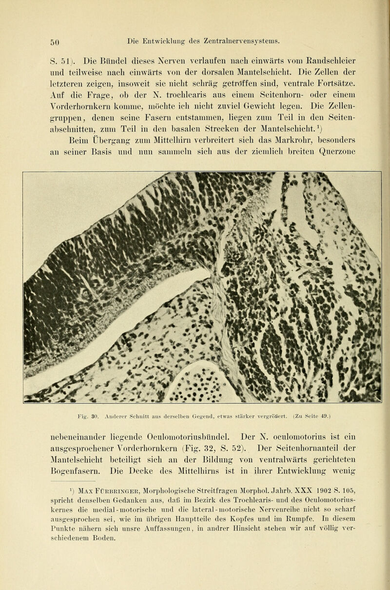 S. 51). Die Bündel dieses Nerven verlaufen nach einwärts vom Eandschleier und teilweise nach einwärts von der dorsalen Mantelschicht. Die Zellen der letzteren zeigen, insoweit sie nicht schräg- getröffen sind, ventrale Fortsätze. Auf die Frage, ob der N. trochlearis aus einem Seitenhorn- oder einem Vorderhornkern komme, möchte ich nicht zuviel Gewicht legen. Die Zellen- gruppen, denen seine Fasern entstammen, liegen zum Teil in den Seiten- abschnitten, zum Teil in den basalen Strecken der Mantelschicht. ^J Beim Übergang zum Mittelhirn verbreitert sich das Markrohr, besonders an seiner Basis und nun sammeln sich aus der ziemlich breiten Querzone Fig. 30. Anderer Schuitt aus derselben Gegend, etwas stärker vergrößert. (Zu Seite 49.) nebeneinander liegende Oculomotoriusbtindel. Der N. oculomotorius ist ein ausgesprochener Vorderhornkern (Fig. 32, S. 52). Der Seitenhornanteil der Mantelschicht beteiligt sich an der Biklung von ventralwärts gerichteten Die Decke des Mittelhirns ist in ihrer Entwicklung wenig Bogenfasern ^) Max FüRBRiisrGBR, Morphologische Streitfragen Morphol. Jahrb. XXX 1902 S. 105, spricht denselben Gedanken aus, daß im Bezirk des Trochlearis- und des Oculomotorius- kernes die medial-motorische itnd die lateral - motorische Nervenreihe nicht so scharf ausgesprochen sei, wie im übrigen Hauptteile des Kopfes und im Eumpfe. In diesem Punkte nähern sich unsre Auffassungen, in andrer Hinsicht stehen wir auf völlig ver- schiedenem Boden.