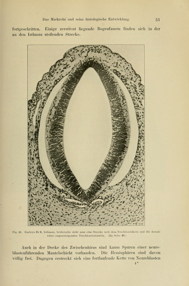 fortgeschritten. Einige zerstreut liegende Bogenfasern finden sich in der an den Isthmus stoßenden Strecke, * -» Fig. 3t. Embryo Br 3, Isthmus, beiderseits siebt man eine Strecke weit dem Trocbleariskern und die dorsal- wärts emporsteigenden Troehleariswurzeln. (Zu Seite 49.) Auch in der Decke des Zwischenhirns sind kaum Spuren einer neuro- blastenführenden Mantelschicht vorhanden. Die Hemisphären sind davon völlig frei. Dagegen erstreckt sich eine fortlaufende Kette von Xeuroblasteu