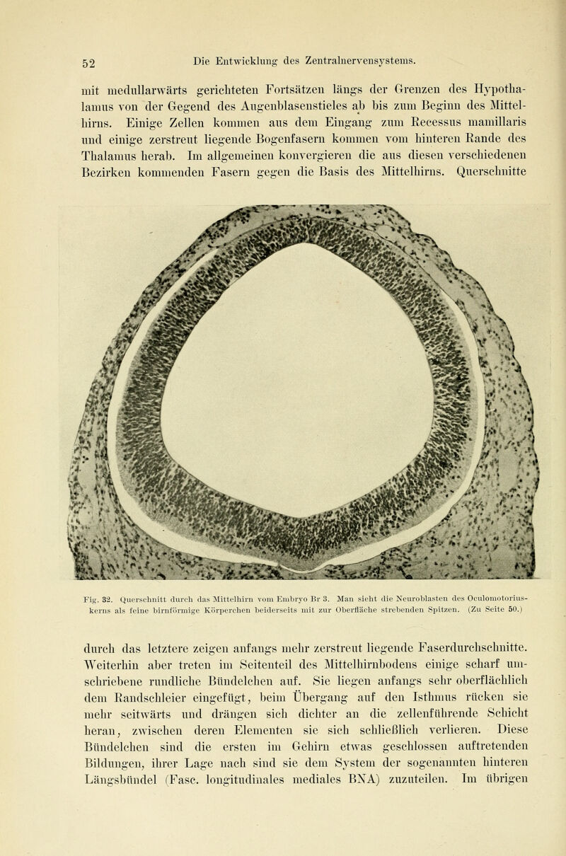 mit mediülarwärts gerichteten Fortsätzen längs der Grenzen des Hypotha- lamus von der Gegend des Augenblasenstieles ab bis zum Beginn des Mittel- hirns. Einige Zellen kommen aus dem Eingang zum Recessus mamillaris und einige zerstreut liegende Bogenfasern kommen vom hinteren Rande des Thalamus herab. Im aligemeinen konvergieren die aus diesen verschiedenen Bezirken kommenden Fasern gegen die Basis des Mittelhirns. Querschnitte Fig. 32. Querschnitt durch das ilittelhiru vom Embryo Hv d. Man sieht die Neuroblasten des Oculomotorius- kerns als feine birnförmige Körperchen beiderseits mit zur Oberfläche strebenden Spitzen. (Zu Seite 50.) durch das letztere zeigen anfangs mehr zerstreut liegende Faserdurchschnitte. Weiterhin aber treten im Seitenteil des Mittelhirnbodens einige scharf um- schriebene rundliche Bündelchen auf. Sie liegen anfangs sehr oberflächlich dem Randschleier eingefügt, beim Übergang auf den Isthmus rücken sie mehr seitwärts und drängen sich dichter an die zellenführende Schicht heran, zwischen deren Elementen sie sich schließlich verlieren. Diese Bündelchen sind die ersten im Gehirn etwas geschlossen auftretenden Bildungen, ihrer Lage nach sind sie dem System der sogenannten hinteren Längsbündel (Fase, longitudinales mediales BNA) zuzuteilen. Im übrigen