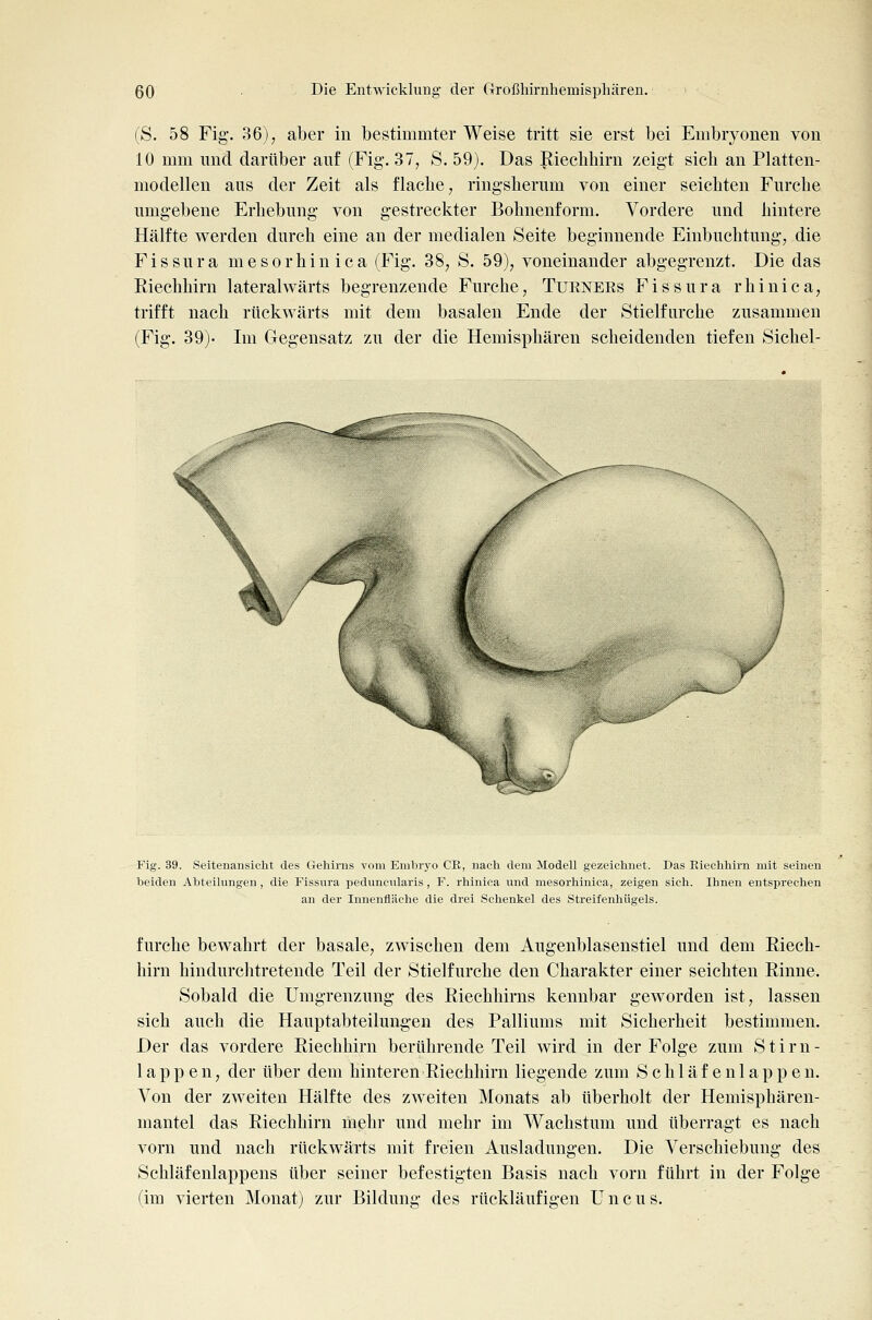 (S. 58 Fig. 36), aber in bestimmter Weise tritt sie erst bei Embryonen von 10 mm imd darüber auf (Fig. 37, S. 59). Das Riechhirn zeigt sich an Platten- modellen aus der Zeit als flache, ringsherum von einer seichten Furche umgebene Erhebung von gestreckter Bohnenform. Vordere und hintere Hälfte werden durch eine an der medialen Seite beginnende Einbuchtung, die Fissura mesorhinica (Fig. 38, S. 59), voneinander abgegrenzt. Die das Riechhirn laterahvärts begrenzende Furche, Tukneks Fissura rhinica, trifft nach rückwärts mit dem basalen Ende der Stielfurche zusammen (Fig. 39)- Im Gegensatz zu der die Hemisphären scheidenden tiefen Sichel- / Fig. 39. Seitenansicht des Gehirns vom Embryo OB, nach dem Modell gezeichnet. Das Eiechhirn mit seinen beiden Abteilungen , die Fissura peduncularis, F. rhinica und mesorhinica, zeigen sich. Ihnen entsprechen an der Innenfläche die drei Sehenkel des Streifenhügels. furche bewahrt der basale, zwischen dem Augenblasenstiel und dem Riech- hirn hindurclitretende Teil der Stielfurche den Charakter einer seichten Rinne. Sobald die Umgrenzung des Riechhirns kennbar geworden ist, lassen sich auch die Hauptabteilungen des Palliums mit Sicherheit bestimmen. Der das vordere Riechhirn berührende Teil wird in der Folge zum Stirn- läppen, der über dem hinteren Riechhirn liegende zum S c h 1 ä f e n 1 a p p e n. Von der zweiten Hälfte des zweiten Monats ab überholt der Hemisphären- mantel das Riechhirn mehr und mehr im Wachstum und überragt es nach vorn und nach rückwärts mit freien Ausladungen. Die Verschiebung des Schläfenlappens über seiner befestigten Basis nach vorn führt in der Folge (im vierten Monat) zur Bildung des rückläufigen Uncus.