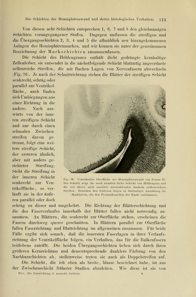 Von diesen acht Scliichten entspreclien 1, 6, 7 und 8 den gleichnaniig-en Schichten vorangeg-ang-ener Stufen. Dagegen umfassen die streifigen und die Übergangsschichten 2, d, 4 und 5 die alhnählich neu hin/Aigekonuiienen Anlagen des HeniisphärenniarkeSj und wir Ivönnen sie unter der gemeinsamen Bezeichnung der Markschichten zusammenfassen. Die Schicht des Höhlengraues enthält dicht gedrängte kernhaltige Zellenleiber, sie entsendet in die nächstfolgende Schicht blattartig angeordnete zellenreiche Streifen, die mit flachen Lagen von Nervenfasern abwechseln (Fig. 76). Je nach der Schnittrichtung stehen die Blätter der streifigen Schicht senkrecht, schräg oder parallel zur Ventrikel- fläche ; auch finden sich Umbiegungen aus einer Richtung in die andere. Nach aus- wärts von der inne- ren streifigen Schicht und nur durch einen schmalen Zwischen- streifen davon ge- trennt, folgt eine wei- tere streifige Schicht, der ersteren ähnlich, aber mit anders ge- richteter Streifung. Steht die Streifung in der inneren Schicht senkrecht zur Ven- trikelfläche , so ver- läuft sie in der äuße- ren parallel oder doch schräg zu dieser und umgekehrt. Die Richtung der Blätterschichtung und die des Faserverlaufes innerhalb der Blätter fallen nicht notwendig zu- sammen. An Blättern, die senkrecht zur Oberfläche stehen, erscheinen die Fasern durchweg querer geschnitten. In Blättern parallel zur Oberfläche fallen Faserrichtung und Blattrichtung im allgemeinen zusammen. Für beide Fälle ergibt sich sonach, daß die innersten Faserlageu in ihrer Verlaufs- richtung der Ventrikelfläche folgen, ein Verhalten, das für die Balkenfasern 5^eitlebens zutrifft. Die beiden Übergangsschichten heben sich durch ihren größeren Kernreichtum und dementsprechende dunklere Färbung von den Nachbarschichten ab, stellenweise treten sie auch als Doppelstreifen auf. Die Schicht, die ich oben als breite, blasse bezeichnet habe, ist aus der Zwischenschicht früherer Stadien abzuleiten. Wie diese ist sie von His, Die Entwicklung d. nicnschl. Geliirns. 8 Fig. 76. Ventrilsuläre Oberfläche der Hemispliärenwand von Foetus PI. Der Schnitt zeigt die noch ziemlich dicke Schicht von Höhlengran und die von dieser nach auswärts ausstrahlenden dunkeln (zellenreichen) Streifen. Zwischen den letzteren liegen in blattartiger Anordnung die Markfasern, die den Pvramidenzellen der Einde entstammen.