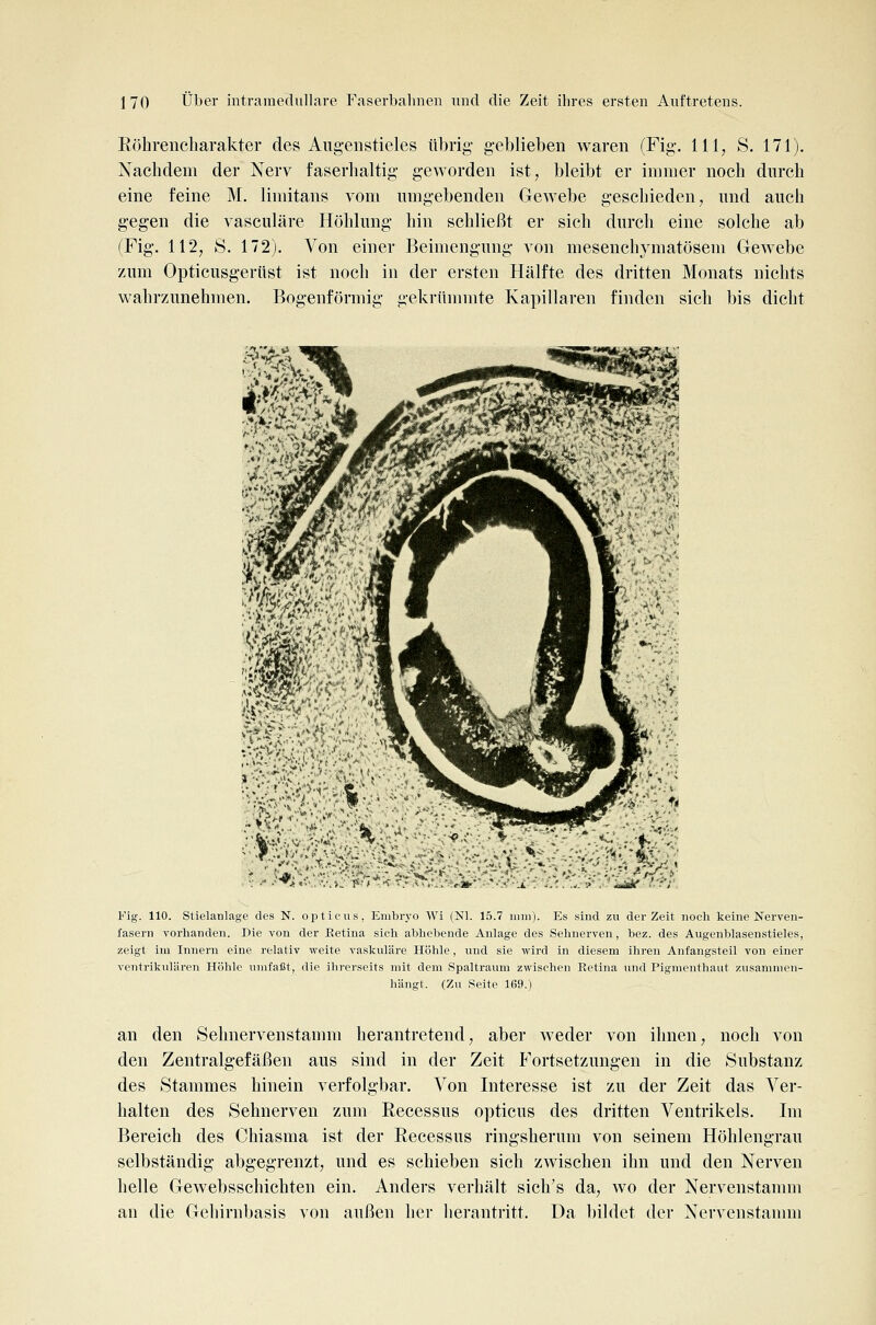 Eöhreiicharakter des Augeiistieles übrig- geblieben waren (Fig. 111, S. 171). Nachdem der Nerv faserhaltig geworden ist, bleibt er immer noch durch eine feine M. limitans vom umgebenden Gewebe geschieden, und auch gegen die vasculäre Höhlung hin schließt er sich durch eine solche ab (Fig. 112, S. 172). Von einer Beimengung von mesenchymatösem Gewebe zum Opticusgerüst ist noch in der ersten Hälfte des dritten Monats nichts wahrzunehmen. Bogenförmig gekrümmte Kapillaren finden sich bis dicht ^a^K '' * y . Fig. 110. Stielanlage des N. opticus, Embryo Wi (NI. 15.7 iinii). Es siud zu der Zeit noch keine Nerven- fasern A'orhanden. Die von der Betina sich abhebende Anlage des Sehnerven, bez. des Augenblaseustieles, zeigt im Innern eine relativ weite vaskuläre Höhle, und sie wird in diesem ihren Anfangsteil von einer ventrikulären Höhle umfaßt, die ihrerseits mit dem Spaltraiim zwischen Eetina und Pigmenthaut zusammen- hängt. (Zu Seite 169.) an den Sehnervenstamm herantretend, aber weder von ihnen, noch von den Zentralgefäßen aus sind in der Zeit Fortsetzungen in die Substanz des Stammes hinein verfolgbar. Von Interesse ist zu der Zeit das Ver- halten des Sehnerven zum Recessus opticus des dritten Ventrikels. Im Bereich des Chiasma ist der Recessus ringsherum von seinem Höhlengrau selbständig abgegrenzt, und es schieben sich zwischen ihn und den Nerven helle Gewebsschichten ein. Anders verhält sich's da, wo der Nervenstannn an die Gehirnbasis von außen her lierantritt. Da bildet der Nervenstamm