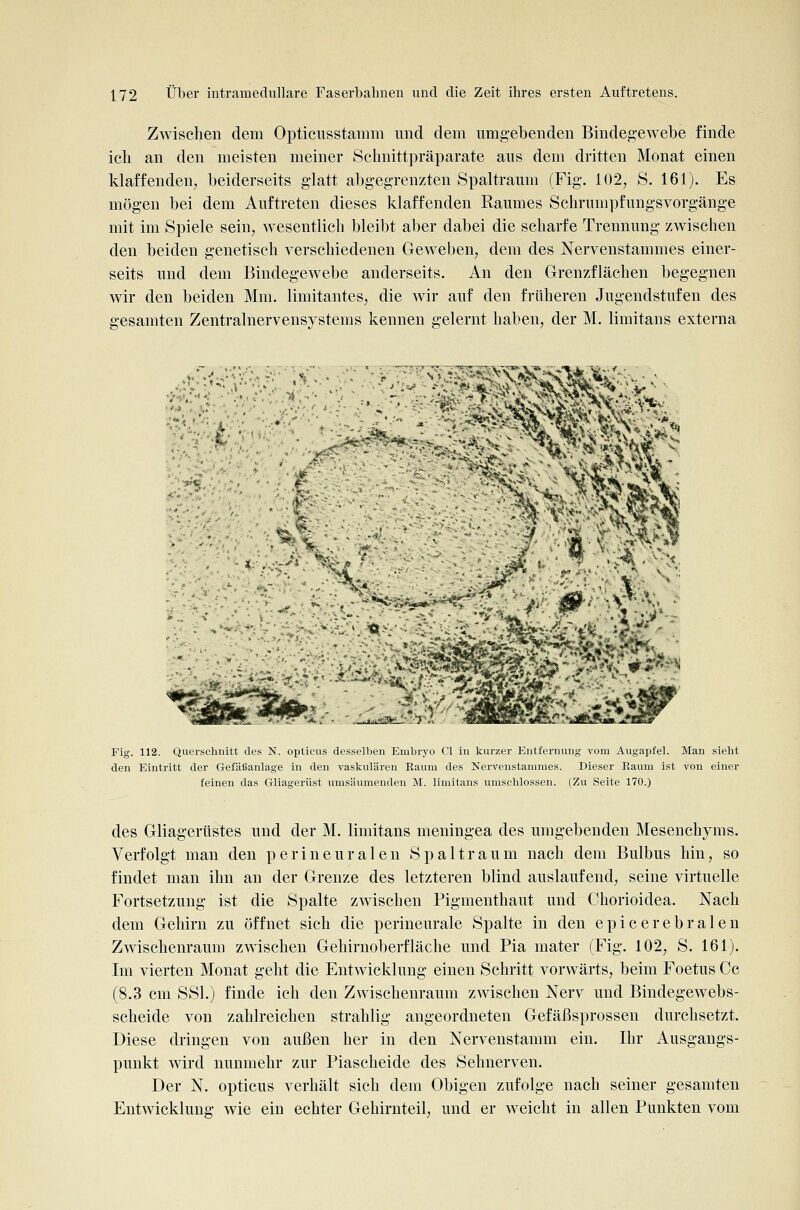 Zwischen dem Opticusstaram und dem umgebenden Bindegewebe finde ich an den meisten meiner Schnittpräparate aus dem dritten Monat einen klaffenden, beiderseits glatt abgegrenzten Spaltraum (Fig. 102, S. 161). Es mögen bei dem Auftreten dieses klaffenden Raumes Schrumpfungsvorgänge mit im Spiele sein, wesentlich bleibt aber dabei die scharfe Trennung zwischen den beiden genetisch verschiedenen Geweben, dem des Nervenstammes einer- seits und dem Bindegewebe anderseits. An den Grenzflächen begegnen wir den beiden Mm. limitantes, die wir auf den früheren Jugendstufen des gesamten Zentralnervensystems kennen gelernt haben, der M. limitans externa \\>. 1- Fig. 112. Querschnitt des N. opticus desselben Embryo Cl in kurzer Entfernung vom Augapfel. Man siebt den Eintritt der Gefäßanlage in den vaskulären Kaum des Nervenstammes. Dieser Raum ist von einer feinen das Gliagerüst umsäumenden M. limitans umschlossen. (Zu Seite 170.) des Gliagerüstes und der M. limitans meningea des umgebenden Mesenchyms. Verfolgt man den perineuralen Spaltraum nach dem Bulbus hin, so findet man ihn an der Grenze des letzteren blind auslaufend, seine virtuelle Fortsetzung ist die Spalte zwischen Pigmenthaut und Chorioidea. Nach dem Gehirn zu öffnet sich die perineurale Spalte in den epicerebralen Zwischenraum zwischen Gehirnoberfläche und Pia mater (Fig. 102, S. 161). Im vierten Monat geht die Entwicklung einen Schritt vorwärts, beim Foetus Cc (8.3 cm SSI.) finde ich den Zwischenraum zwischen Nerv und Bindegewebs- scheide von zahlreichen strahlig angeordneten Gefäßsprossen durchsetzt. Diese dringen von außen her in den Nervenstamm ein. Ihr Ausgangs- punkt wird nunmehr zur Piascheide des Sehnerven. Der N. opticus verhält sich dem Obigen zufolge nach seiner gesamten Entwicklung- wie ein echter Gehirnteil, und er weicht in allen Punkten vom