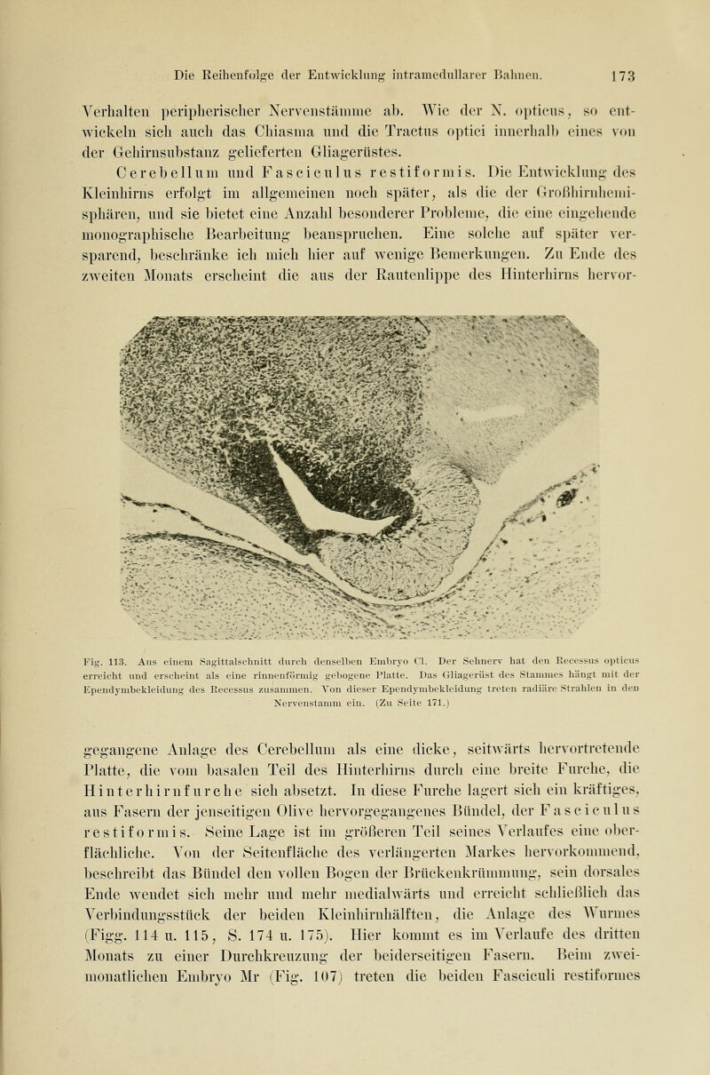 Verhalten peripherischer Nervenstäiniue ab. Wie der N. opticus, so ent- wickehi sich auch das Chiasma und die Tractus optici innerhalb eines von der Gehirnsubstanz gelieferten Gliagerüstes. Cerebellum und Fasciculus restiformis. Die Entwicklung des Kleinhirns erfolgt im allgemeinen noch später, als die der Großhirnhcnd- sphären, und sie bietet eine Anzahl besonderer Probleme, die eine eingehende monographische Bearbeitung beanspruchen. Eine solche auf später ver- sparend, beschränke ich mich hier auf wenige Bemerkungen. Zu Ende des zweiten Monats erscheint die aus der Rautenlippe des Hinterhirns hervor- '->-^-::^^-:y J- ■ V-.:. = -;■ Fig. 113. Ans einem Sagittalschnitt durch denselben Embrj-o Cl, Der Seliuerv hat den Eecessus opticus erreicht und erscheint als eine rinuenförmig gebogene Platte. Das Gliagerüst des Stammes hängt mit der Ependymbekleidung des Eecessus zusammen. Von dieser Ependymbekleidung treten radiäre Strahlen in den Nervenstamm ein. (Zu Seite 171.) gegangene Anlage des Cerebellum als eine dicke, seitwärts hervortretende Platte, die vom basalen Teil des Hinterhirns durch eine breite Furche, die H i n t e r h i r n f u r c h e sich absetzt. In diese Furche lagert sich ein kräftiges, aus Fasern der jenseitigen Olive hervorgegangenes Bündel, der Fasciculus restiformis. 8eine Lage ist im größeren Teil seines Verlaufes eine ober- flächliche. Von der Seitenfläche des verlängerten Markes hervorkommend, beschreibt das Bündel den vollen Bogen der Brückenkrümmung, sein dorsales Ende wendet sich mehr und mehr medialwärts und erreicht schließlich das Verbindungsstück der beiden Kleinhirnhälften, die Anlage des Wurmes (Figg. 114 u. 115, S. 174 u. 175). Hier kommt es im Verlaufe des dritten Monats zu einer Durchkreuzung der beiderseitigen Fasern. Beim zwei- monatlichen Embryo Mr (Fig. 107) treten die beiden Fasciculi restiformes