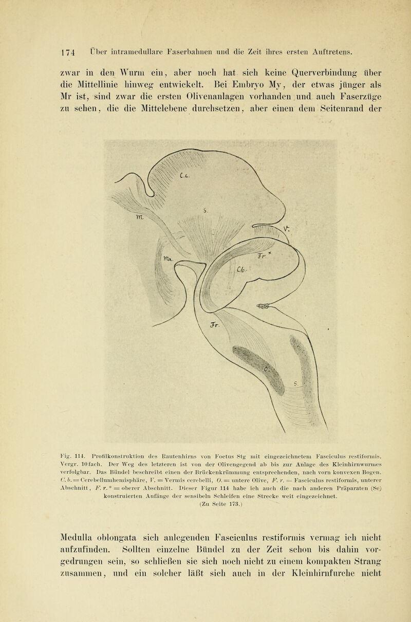 zwar in den Wurm ein, aber noch hat sich keine Querverbindung über die Mittellinie hinweg entwickelt. Bei Embryo My, der etwas jünger als Mr ist, sind zwar die ersten Olivenanlagen vorhanden und auch Faserzüge zu sehen, die die Mittelebene durchsetzen, aber einen dem Seitenrand der Fig. lli. Profllkonstruktion des Bautenhirns von Foetus Stg mit eingezeichnetem Fasciculiis restiioniiis. Vergr. lOfacli. Der Weg des letzteren ist von der Olivengegend ab bis zur Anlage des Kleinhirnwiirmes verfolg bar. Das Bündel beschreibt einen der Brückenkrümmung entsprechenden, nach vorn konvexen Bogen. C. b. = Cerebellmuhemisphäre, V. = Vermis cerebelli, 0. := untere Olive, F. r. = Faseiculus restiformis, unterer Abschnitt, /''. r. * = oberer Abschnitt. Dieser Figur 114 habe ich auch die nach anderen Präparaten (Se) konstruierten Anfänge der sensibeln Schleifen eine Strecke weit eingezeichnet. (Zu Seite 173.) Medulla oblongata sich anlegenden Faseiculus restiformis vermag ich nicht aufzufinden. Sollten einzelne Bündel zu der Zeit schon bis dahin vor- gedrungen sein, so schließen sie sich noch nicht zu einem kompakten Strang zusammen, und ein solcher läßt sich auch in der Kleinhirnfurche nicht