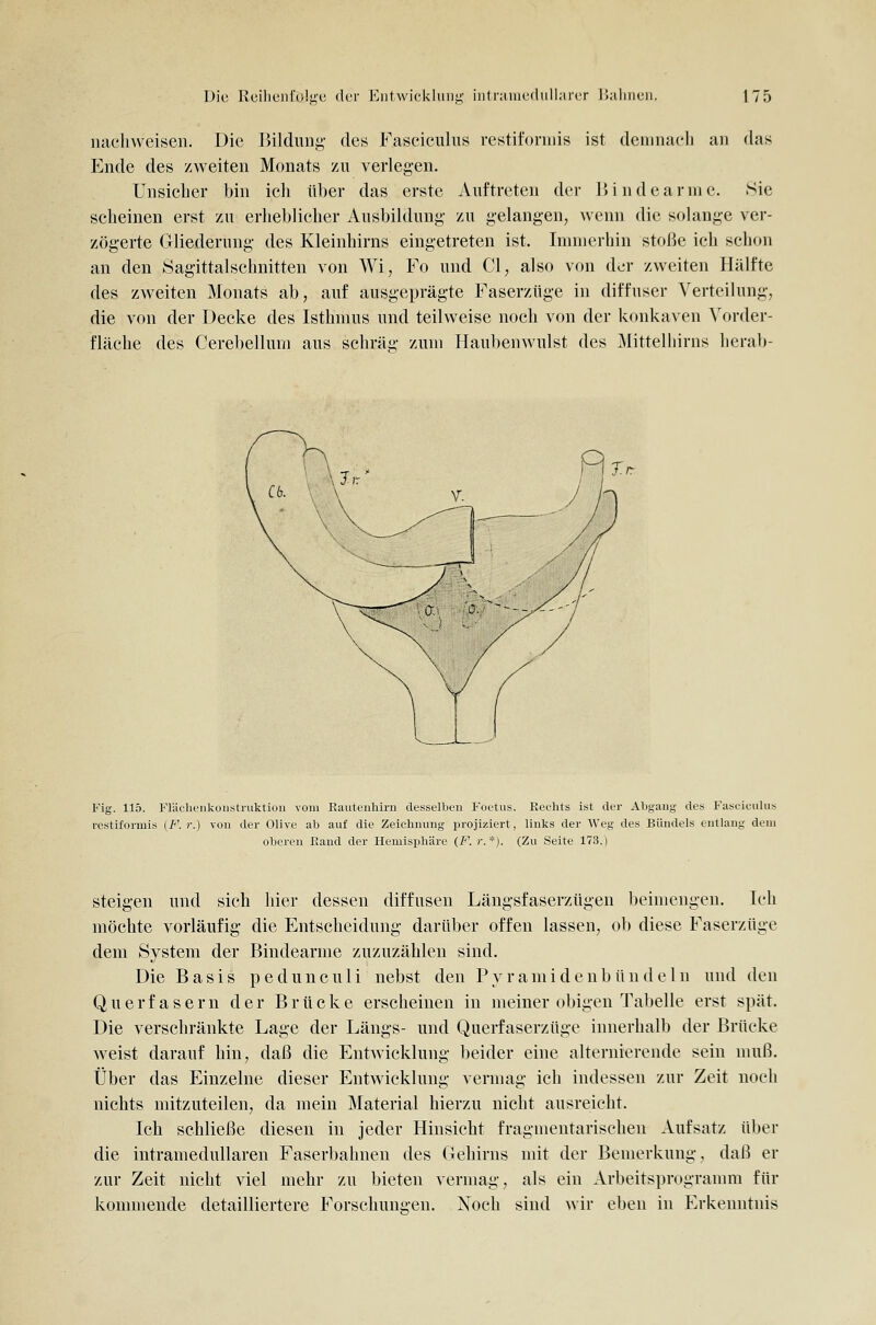 naclivveisen. Die Bildung- des Fasciculus restit'oruiis ist demnacli an das Ende des zweiten Monats zu verlegen. Unsicher bin ich über das erste Auftreten der Bindearmc, Sie scheinen erst zu erheblicher Ausbildung zu gelangen, wenn die solange ver- zögerte Gliederung des Kleinhirns eingetreten ist. Immerhin stoße ich schon an den 8agittalschnitten von Wi, Fo und Cl, also von der zweiten Hälfte des zAveiten Monats ab, auf ausgeprägte Faserzüge in diffuser Verteilung, die von der Decke des Isthmus und teilweise noch von der konkaven Vorder- fläche des Cerebellura aus schräg zum Haubenwulst des Mittelhirns herab- Fig. 115. Fliichenkoiistruktioii vom Eauteiüiirn desselben Foetus. Rechts ist der Abgang des Fascicuhis restiformis {F. r.) von der Olive ab auf die Zeichnung projiziert, links der Weg des Bündels entlang dem oberen Band der Hemisphäre (F\ r. *). (Zu Seite 173.) steigen und sich hier dessen diffusen Längsfaserzügen beimengen. Ich möchte vorläufig die Entscheidung darüber offen lassen, ob diese Faserzüge dem System der Bindearme zuzuzählen sind. Die Basis pedunculi nebst den Pyramidenbündeln und den Querfasern der Brücke erscheinen in meiner obigen Tabelle erst spät. Die verschränkte Lage der Längs- und Querfaserzüge innerhalb der Brücke weist darauf hin, daß die Entwicklung beider eine alternierende sein muß. Über das Einzelne dieser Entwicklung vermag ich indessen zur Zeit noch nichts mitzuteilen, da mein Material hierzu nicht ausreicht. Ich schließe diesen in jeder Hinsicht fragmentarischen Aufsatz über die intramedullaren Faserbahnen des Gehirns mit der Bemerkung, daß er zur Zeit nicht viel mehr zu bieten vermag, als ein Arbeitsprogramm für kommende detailliertere Forschungen. Xoch sind wir eben in Erkenntnis