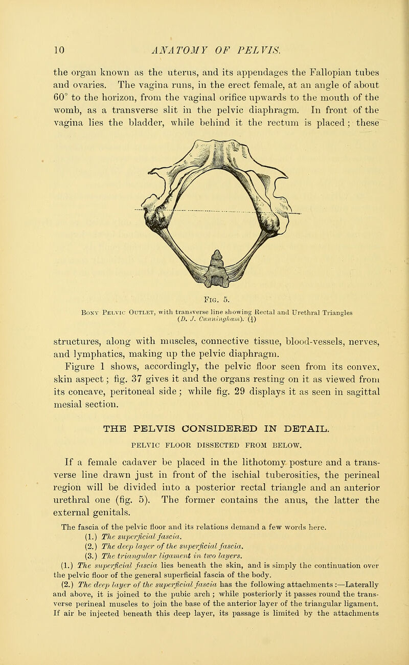 the organ known as the uterus, and its appendages the Fallopian tubes and ovaries. The vagina runs, in the erect female, at an angle of about 60° to the horizon, from the vaginal orifice upwards to the mouth of the womb, as a transverse slit in the pelvic diaphragm. In front of the vagina lies the bladder, while behind it the rectum is placed ; these Fig. 5. Bony Pelvic Outlet, with transverse line showing Rectal and Urethral Triangles (D. /. Cunningham). ({) structures, along with muscles, connective tissue, blood-vessels, nerves, and lymphatics, making up the pelvic diaphragm. Figure 1 shows, accordingly, the pelvic floor seen from its convex, skin aspect; fig. 37 gives it and the organs resting on it as viewed from its concave, peritoneal side; while fig. 29 displays it as seen in sagittal mesial section. THE PELVIS CONSIDERED IN DETAIL. PELVIC FLOOR DISSECTED FROM BELOW. If a female cadaver be placed in the lithotomy posture and a trans- verse line drawn just in front of the ischial tuberosities, the perineal region will be divided into a posterior rectal triangle and an anterior urethral one (fig. 5). The former contains the anus, the latter the external genitals. The fascia of the pelvic floor and its relations demand a few words here. (1.) The superficial fascia. (2.) The deep layer of the superficial fascia. (3.) The triangular ligament in two layers. (1.) The superficial fascia lies beneath the skin, and is simply the continuation over the pelvic floor of the general superficial fascia of the body. (2.) The deep layer of the superficial fascia has the following attachments :—Laterally and above, it is joined to the pubic arch; while posteriorly it passes round the trans- verse perineal muscles to join the base of the anterior layer of the triangular ligament. If air be injected beneath this deep layer, its passage is limited by the attachments