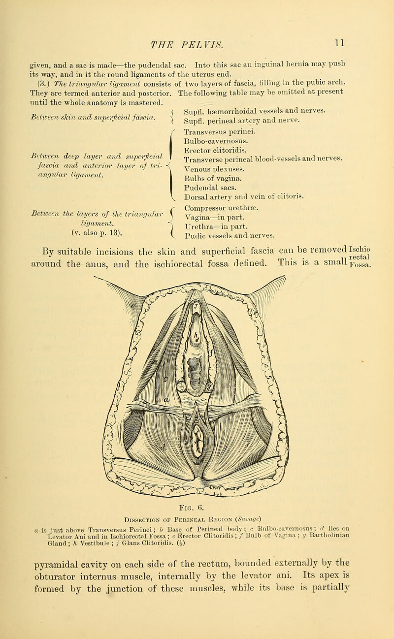 given, and a sac is made—the pudendal sac. Into this sac an inguinal hernia may push its way, and in it the round ligaments of the uterus end. (3.) The triangular ligament consists of two layers of fascia, filling in the pubic arch. They are termed anterior and posterior. The following table may be omitted at present until the whole anatomy is mastered. Supfl. hemorrhoidal vessels and nerves. Supfl. perineal artery and nerve. Transversus perinei. Bulbo-cavernosus. Erector clitoridis. Transverse perineal blood-vessels and nerves. Venous plexuses. Bulbs of vagina. Pudendal sacs. Dorsal artery and vein of clitoris. Compressor urethras. Vagina—in part. Urethra—in part. Pudic vessels and nerves. Between skin and superficial fascia. Between deep layer and superficial fascia and anterior layer of tri- angular ligament. Between the layers of the triangular ligament. (v. also p. 13). By suitable incisions the skin and superficial fascia can be removed Lschk, around the anus, and the ischiorectal fossa defined. This is a small Fosga_ Fig. fi. Dissection of Perineal Region (Savage) a is just above Transversus Perinei; b Base of Perineal body; c Bulbo-cavernosus; d lies on Levator Ani and in Ischiorectal Fossa ; e Erector Clitoridis ; / Bulb of Vagina ; g Bartholinian Gland ; h Vestibule ; j Glans Clitoridis. (A) pyramidal cavity on each side of the rectum, bounded externally by the obturator internus muscle, internally by the levator ani. Its apex is formed by the junction of these muscles, while its base is partially