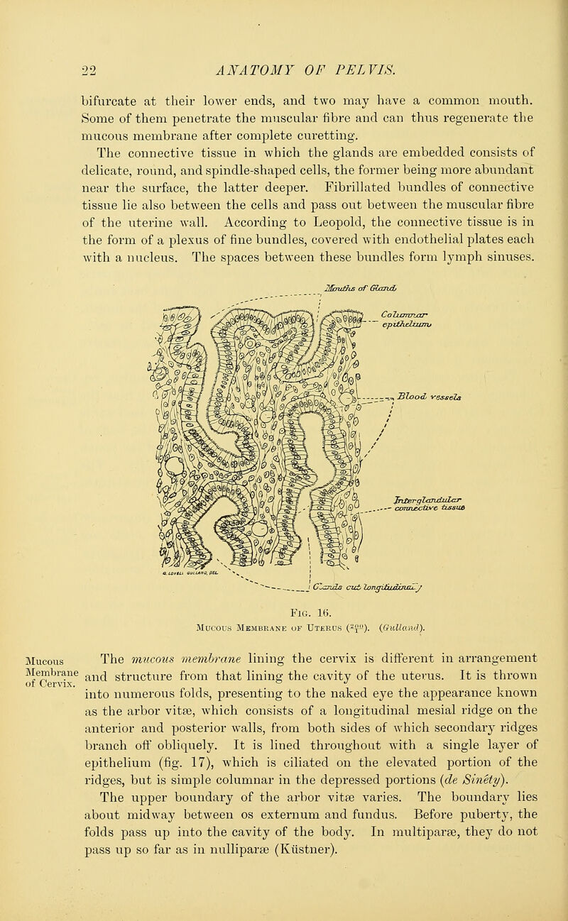 bifurcate at their lower ends, and two may have a common mouth. Some of them penetrate the muscular fibre and can thus regenerate the mucous membrane after complete curetting. The connective tissue in which the glands are embedded consists of delicate, round, and spindle-shaped cells, the former being more abundant near the surface, the latter deeper. Fibrillated bundles of connective tissue lie also between the cells and pass out between the muscular fibre of the uterine wall. According to Leopold, the connective tissue is in the form of a plexus of fine bundles, covered with endothelial plates each with a nucleus. The spaces between these bundles form lymph sinuses. Mm&s of GlcrnxL ColiJJTWjOCT1 epitheliums --_„ Blood, vessels JntErglanxtuZcT - cormj&ct&re izssud Glands cut Zongi£udviGu-y Fig. 16. Mucous Membrane of Uterus (aJ°). (Oulland). Mucous The mucous membrane lining the cervix is different in arrangement Membrane ^ structure from that lining the cavity of the uterus. It is thrown of Cervix. ° J into numerous folds, presenting to the naked eye the appearance known as the arbor vitse, which consists of a longitudinal mesial ridge on the anterior and posterior walls, from both sides of which secondary ridges branch off obliquely. It is lined throughout with a single layer of epithelium (fig. 17), which is ciliated on the elevated portion of the ridges, but is simple columnar in the depressed portions (de Sinety). The upper boundary of the arbor vitse varies. The boundary lies about midway between os externum and fundus. Before puberty, the folds pass up into the cavity of the body. In multiparse, they do not pass up so far as in nulliparae (Kiistner).