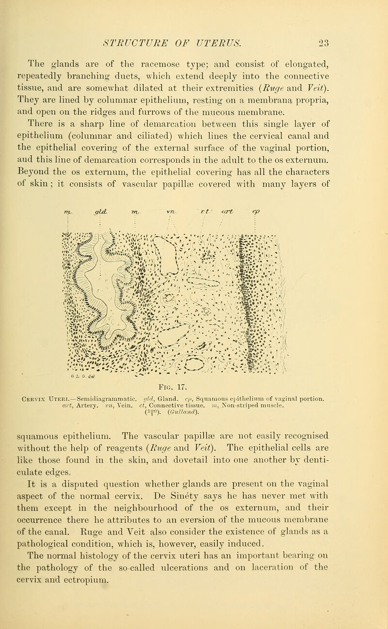 The glands are of the racemose type; and consist of elongated, repeatedly branching ducts, which extend deeply into the connective tissue, and are somewhat dilated at their extremities (Ruge and Veit). They are lined by columnar epithelium, resting on a membrana propria, and open on the ridges and furrows of the mucous membrane. There is a sharp line of demarcation between this single layer of epithelium (columnar and ciliated) which lines the cervical canal and the epithelial covering of the external surface of the vaginal portion, aud this line of demarcation corresponds in the adult to the os externum. Beyond the os externum, the epithelial covering has all the characters of skin; it consists of vascular papilla? covered with many layers of Sfld. ep Fig. 17. Cervix Uteri.—Semidiagramroatie. gld, Gland, cp, Squamous epithelium of vaginal portion. art, Artei'y. vn, Vein, ct, Connective tissue, in, Non-striped muscle. (SJ2). (Gulland). squamous epithelium. The vascular papillae are not easily recognised without the help of reagents {Ruge and Veit). The epithelial cells are like those found in the skin, and dovetail into one another by denti- culate edges. It is a disputed question whether glands are present on the vaginal aspect of the normal cervix. De Sinety says he has never met with them except in the neighbourhood of the os externum, and their occurrence there he attributes to an eversion of the mucous membrane of the canal. Ruge and Veit also consider the existence of glands as a pathological condition, which is, however, easily induced. The normal histology of the cervix uteri has an important bearing on the pathology of the so-called ulcerations and on laceration of the cervix and ectropium.