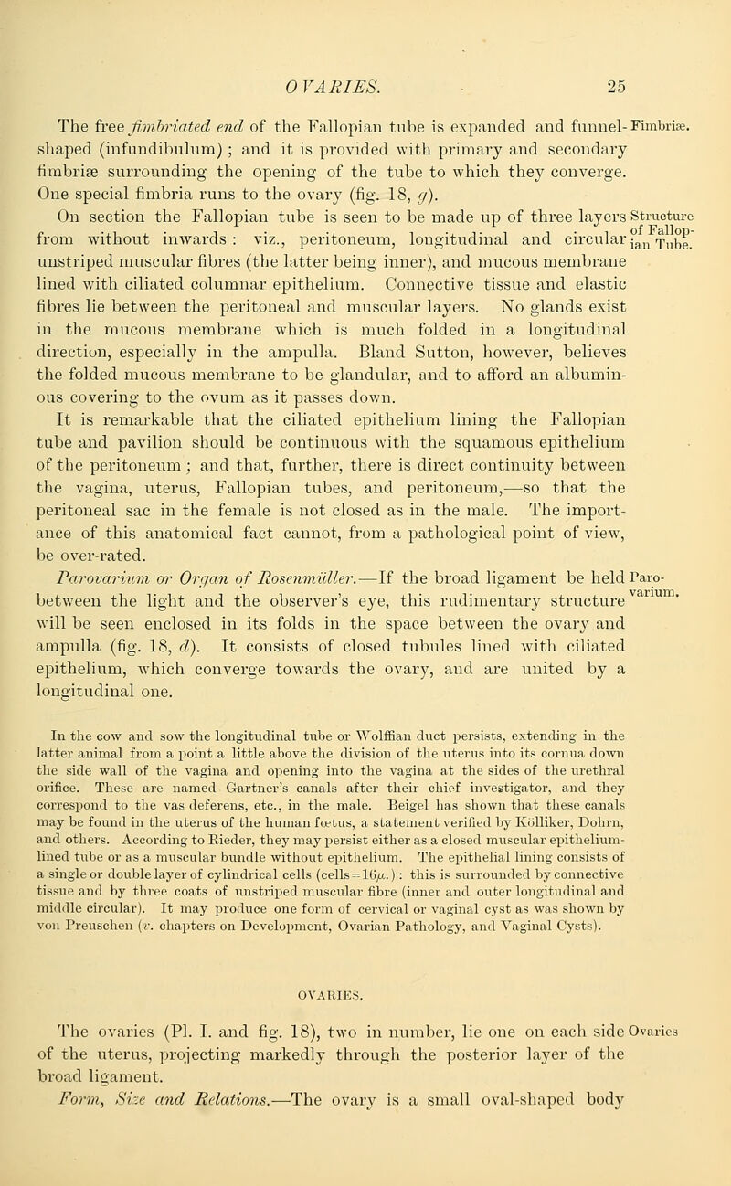 The free fimbriated end of the Fallopian tube is expanded and funnel-Fimbriae, shaped (infundibulum) ; and it is provided with primary and secondary fimbriae surrounding the opening of the tube to which they converge. One special fimbria runs to the ovary (fig. 18, g). On section the Fallopian tube is seen to be made up of three layers Structure from without inwards: viz., peritoneum, longitudinal and circularjanTube. unstriped muscular fibres (the latter being inner), and mucous membrane lined with ciliated columnar epithelium. Connective tissue and elastic fibres lie between the peritoneal and muscular layers. No glands exist in the mucous membrane which is much folded in a longitudinal direction, especially in the ampulla. Bland Sutton, however, believes the folded mucous membrane to be glandular, and to afford an albumin- ous covering to the ovum as it passes down. It is remarkable that the ciliated epithelium lining the Fallopian tube and pavilion should be continuous with the squamous epithelium of the peritoneum; and that, further, there is direct continuity between the vagina, uterus, Fallopian tubes, and peritoneum,—so that the peritoneal sac in the female is not closed as in the male. The import- ance of this anatomical fact cannot, from a pathological point of view, be over-rated. Parovarium or Organ of RosenmiUler.—If the broad ligament be heldParo- between the light and the observer's eye, this rudimentary structure will be seen enclosed in its folds in the space between the ovary and ampulla (fig. 18, d). It consists of closed tubules lined with ciliated epithelium, which converge towards the ovary, and are united by a longitudinal one. In the cow and sow the longitudinal tube or Wolffian duct persists, extending in the latter animal from a point a little above the division of the uterus into its cornua down the side wall of the vagina and opening into the vagina at the sides of the urethral orifice. These are named Gartner's canals after their chief investigator, and they correspond to the vas deferens, etc., in the male. Beigel has shown that these canals may be found in the uterus of the human foetus, a statement verified by Kolliker, Dohm, and others. According to Rieder, they may persist either as a closed muscular epithelium- lined tube or as a muscular bundle without epithelium. The epithelial lining consists of a single or double layer of cylindrical cells (cells = It!/;..) : this is surrounded by connective tissue and by three coats of unstriped muscular fibre (inner and outer longitudinal and middle circular). It may produce one form of cervical or vaginal cyst as was shown by von Preuschen (v. chapters on Development, Ovarian Pathology, and Vaginal Cysts). OVARIES. The ovaries (PI. I. and fig. 18), two in number, lie one on each side Ovaries of the uterus, projecting markedly through the posterior layer of the broad ligament. Form, Size and Relations.—The ovary is a small oval-shaped body vanum.