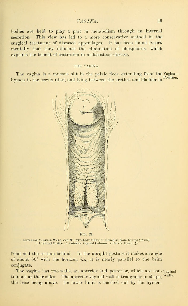 bodies are held to play a part in metabolism through an internal secretion. This view has led to a more conservative method in the surgical treatment of diseased appendages. It has been found experi- mentally that the}7 influence the elimination of phosphorus, which explains the benefit of castration in malacosteon disease. THE VAGINA. The vagina is a mucous slit in the pelvic floor, extending from the Vagina- hymen to the cervix uteri, and lying between the urethra and bladder in Fig, 21. Anterior Vaginal Wall and Multiparous Cervix, looked at from behind (Henle). a Urethral Orifice ; b Anterior Vaginal Column ; c Cervix Uteri. ({-) front and the rectum behind. In the upright posture it makes an angle of about 60° with the horizon, i.e., it is nearly parallel to the brim conjugate. The vagina has two walls, an anterior and posterior, which are con- Vaginal tinuous at their sides. The anterior vaginal wall is triangular in shape, alls' the base being above. Its lower limit is marked out by the hymen.