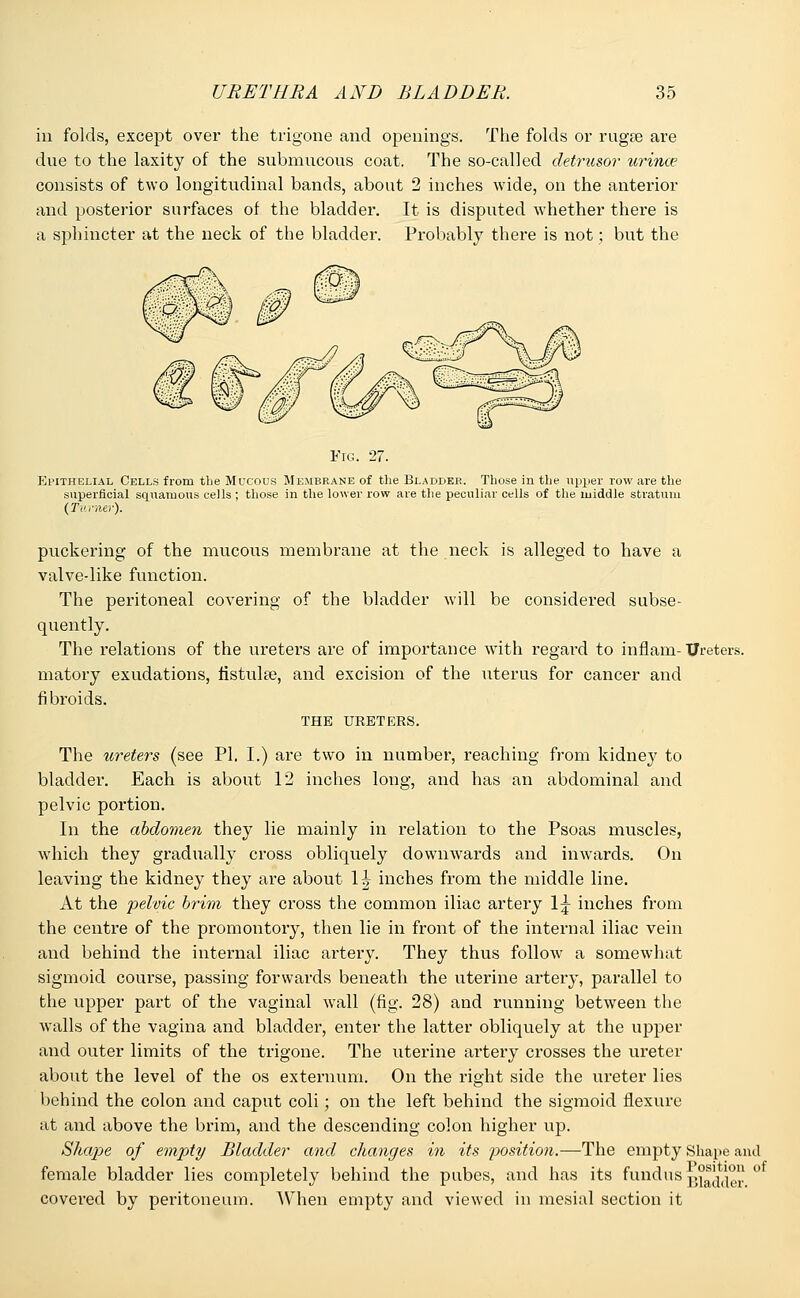 in folds, except over the trigone and openings. The folds or rugae are due to the laxity of the submucous coat. The so-called detrusor urince consists of two longitudinal bands, about 2 inches wide, on the anterior and posterior surfaces of the bladder. It is disputed whether there is a sphincter at the neck of the bladder. Probably there is not; but the Fig. 27. Epithelial Cells from the Mucous Membrane of the Bladder. Those in the upper row are the superficial squamous cells ; those in the lower row are the peculiar cells of the middle stratum (Turner). puckering of the mucous membrane at the neck is alleged to have a valvedike function. The peritoneal covering of the bladder will be considered subse- quently. The relations of the ureters are of importance with regard to infiam-Ureters, matory exudations, fistula?, and excision of the uterus for cancer and fibroids. THE URETERS. The ureters (see PI. I.) are two in number, reaching from kidney to bladder. Each is about 12 inches long, and has an abdominal and pelvic portion. In the abdomen they lie mainly in relation to the Psoas muscles, which they gradually cross obliquely downwards and inwards. On leaving the kidney they are about li inches from the middle line. At the pelvic brim they cross the common iliac artery 1^ inches from the centre of the promontory, then lie in front of the internal iliac vein and behind the internal iliac artery. They thus follow a somewhat sigmoid course, passing forwards beneath the uterine artery, parallel to the upper part of the vaginal wall (fig. 28) and running between the walls of the vagina and bladder, enter the latter obliquely at the upper and outer limits of the trigone. The uterine artery crosses the ureter about the level of the os externum. On the right side the ureter lies behind the colon and caput coli; on the left behind the sigmoid flexure at and above the brim, and the descending colon higher up. Shape of empty Bladder and changes in its position.—The empty Shape and female bladder lies completely behind the pubes, and has its fundus ui^ier ° covered by peritoneum. When empty and viewed in mesial section it