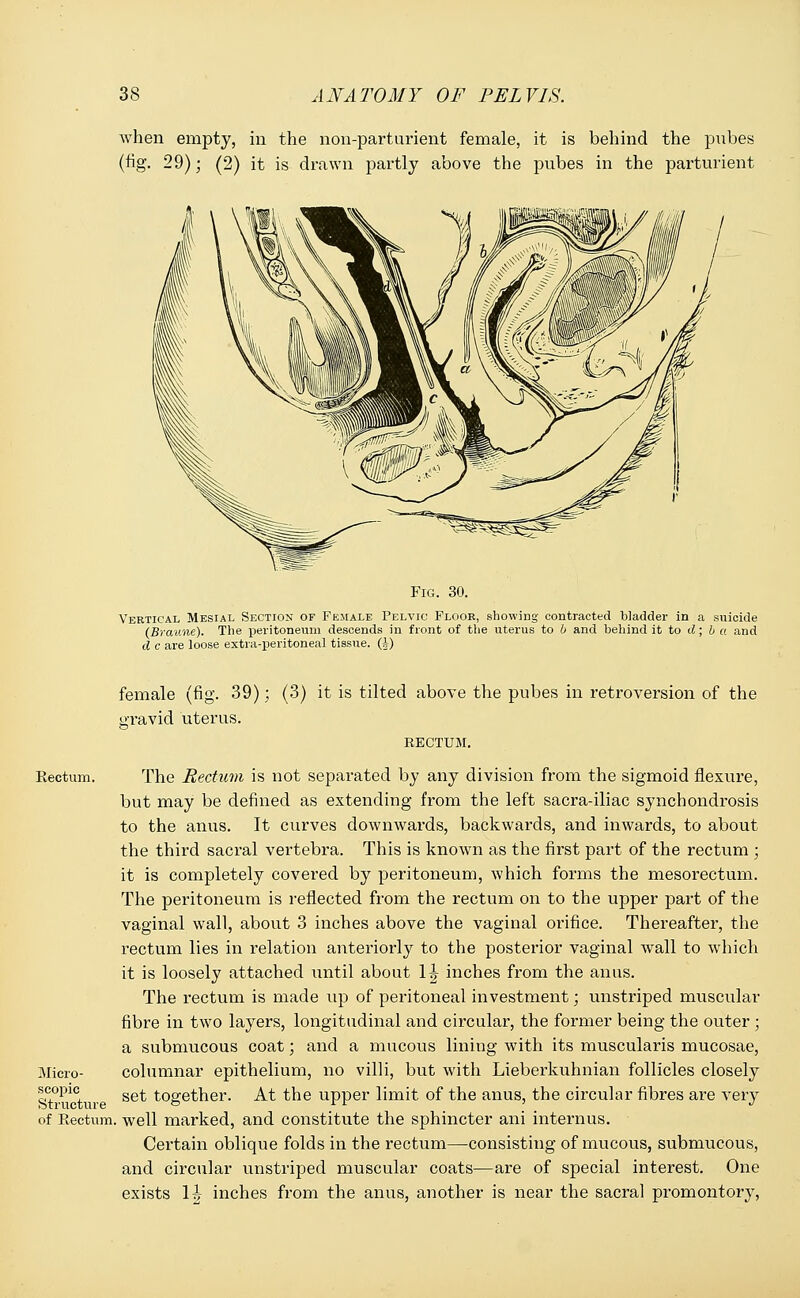 when empty, in the non-parturient female, it is behind the pubes (fig. 29); (2) it is drawn partly above the pubes in the parturient Fig. 30. Vertical Mesial Section of Female Pelvic Floor, showing contracted bladder in a suicide (Braune). The peritoneum descends in front of the uterus to b and behind it to d; b a and d c are loose extra-peritoneal tissue. (J) female (fig. 39); (3) it is tilted above the pubes in retroversion of the gravid uterus. RECTUM. Rectum. The Rectum is not separated by any division from the sigmoid flexure, but may be defined as extending from the left sacra-iliac synchondrosis to the anus. It curves downwards, backwards, and inwards, to about the third sacral vertebra. This is known as the first part of the rectum ; it is completely covered by peritoneum, which forms the mesorectum. The peritoneum is reflected from the rectum on to the upper part of the vaginal wall, about 3 inches above the vaginal orifice. Thereafter, the rectum lies in relation anteriorly to the posterior vaginal wall to which it is loosely attached until about \\ inches from the anus. The rectum is made up of peritoneal investment; unstriped muscular fibre in two layers, longitudinal and circular, the former being the outer ; a submucous coat; and a mucous lining with its muscularis mucosae, columnar epithelium, no villi, but with Lieberkuhnian follicles closely set together. At the upper limit of the anus, the circular fibres are very of Rectum, well marked, and constitute the sphincter ani internus. Certain oblique folds in the rectum—consisting of mucous, submucous, and circular unstriped muscular coats—are of special interest. One exists \\ inches from the anus, another is near the sacral promontory, Micro- scopic Structure