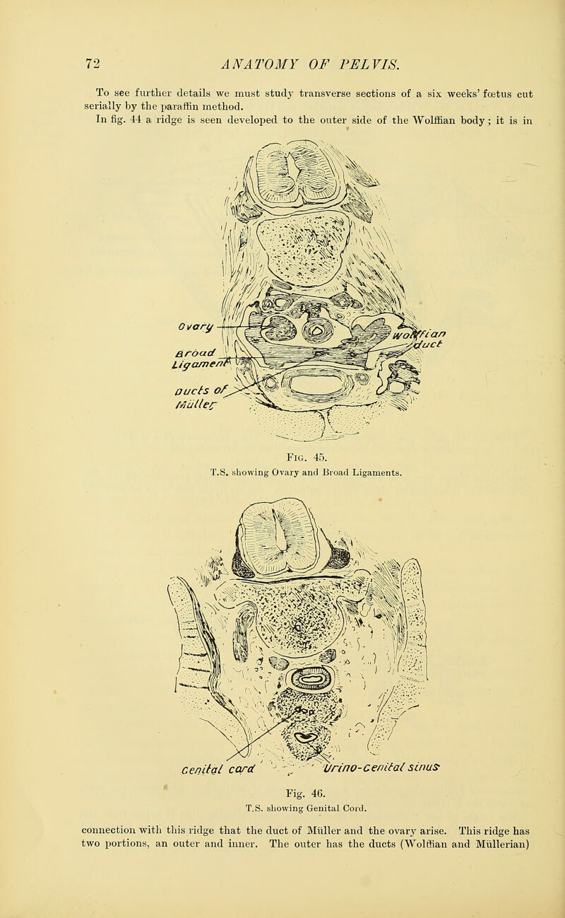 To see further details we must study transverse sections of a six weeks' foetus cut serially by the paraffin method. In fig. 44 a ridge is seen developed to the outer side of the Wolffian body; it is in Ovary Broad liffa/ne/7i Oucts <?/ Fig. 45. T.S. showing Ovary and Broad Ligaments. cenltgl card Urino-cenitai sinus Fig. 46. T.S. showing Genital Cord. connection with this ridge that the duct of Muller and the ovary arise. This ridge has two portions, an outer and inner. The outer has the ducts (Wolffian and Mullerian)