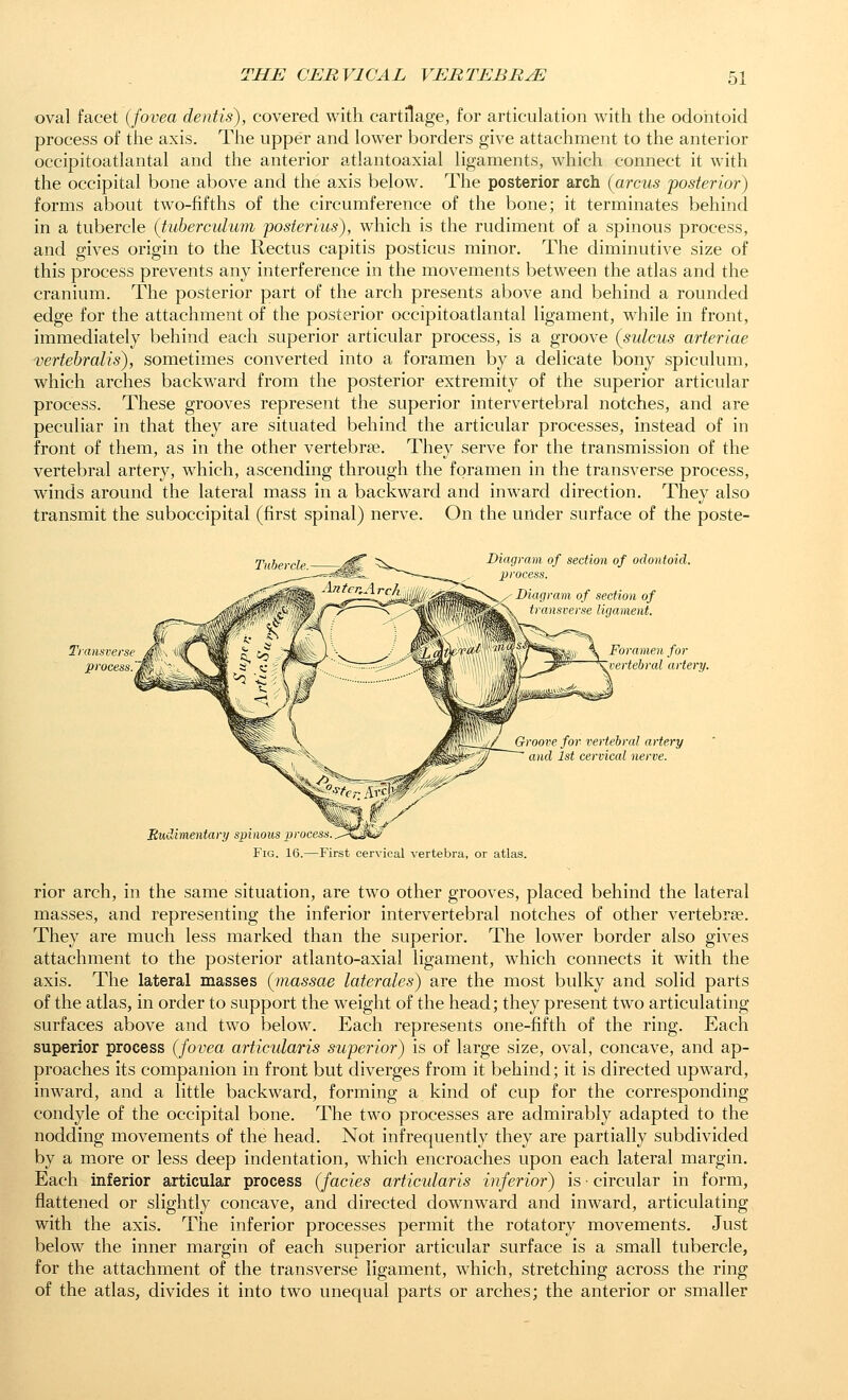oval facet (fovea dentis), covered with cartilage, for articulation with the odontoid process of the axis. The upper and lower borders give attachment to the anterior occipitoatlantal and the anterior atlantoaxial ligaments, which connect it with the occipital bone above and the axis below. The posterior arch (arcus ^posterior) forms about two-fifths of the circumference of the bone; it terminates behind in a tubercle (tuherculum posierius), which is the rudiment of a spinous process, and gives origin to the Rectus capitis posticus minor. The diminutive size of this process prevents any interference in the movements between the atlas and the cranium. The posterior part of the arch presents above and behind a rounded edge for the attachment of the posterior occipitoatlantal ligament, while in front, immediately behind each superior articular process, is a groove (sulcus arteriae vertehralis), sometimes converted into a foramen by a delicate bony spiculum, which arches backward from the posterior extremity of the superior articular process. These grooves represent the superior intervertebral notches, and are peculiar in that they are situated behind the articular processes, instead of in front of them, as in the other vertebrte. They serve for the transmission of the vertebral artery, which, ascending through the foramen in the transverse process, winds around the lateral mass in a backward and inward direction. They also transmit the suboccipital (first spinal) nerve. On the under surface of the poste- Diagram of section of odontoid. process Diagi am of section of X t) ansve) se ligament. Foramen for vertebral artery. / Groove for vertebral artery and 1st cervical nerve. Budimentary spinous process.. Fig. 16.—First cervical vertebra, or rior arch, in the same situation, are two other grooves, placed behind the lateral masses, and representing the inferior intervertebral notches of other vertebrae. They are much less marked than the superior. The lower border also gives attachment to the posterior atlanto-axial ligament, which connects it with the axis. The lateral masses (niassae laterales) are the most bulky and solid parts of the atlas, in order to support the weight of the head; they present two articulating surfaces above and two below. Each represents one-fifth of the ring. Each superior process (fovea articularis superior) is of large size, oval, concave, and ap- proaches its companion in front but diverges from it behind; it is directed upward, inward, and a little backward, forming a kind of cup for the corresponding condyle of the occipital bone. The two processes are admirably adapted to the nodding movements of the head. Not infrequently they are partially subdivided by a more or less deep indentation, which encroaches upon each lateral margin. Each inferior articular process (fades articularis inferior) is • circular in form, flattened or slightly concave, and directed downward and inward, articulating with the axis. The inferior processes permit the rotatory movements. Just below the inner margin of each superior articular surface is a small tubercle, for the attachment of the transverse ligament, which, stretching across the ring of the atlas, divides it into two unequal parts or arches; the anterior or smaller