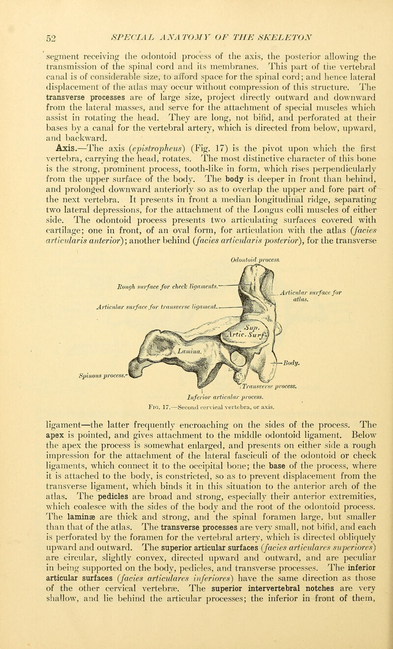 segment receiving the odontoid process of the axis, the posterior allowing the transmission of the spinal cord and its membranes. This part of the vertebral canal is of considerable size, to afford space for the spinal cord; and hence lateral displacement of the adas may occur without compression of this structure. The transverse processes are of large size, project directly outward and downward from the lateral masses, and serve for the attachment of special muscles which assist in rotating the head. They are long, not bifid, and perforated at their bases by a canal for the vertebral artery, which is directed from below, upward, and backward. Axis.—The axis (evistro'pheus) (Fig. 17) is the pivot upon which the first vertebra, carrying the head, rotates. The most distinctive character of this bone is the strong, prominent process, tooth-like in form, which rises perpendicularly from the upper surface of the body. The body is deeper in front than behind, and prolonged downward anteriorly so as to overlap the upper and fore part of the next vertebra. It presents in front a median longitudinal ridge, separating two lateral depressions, for the attachment of the Longus colli muscles of either side. The odontoid process presents two articulating surfaces covered with cartilage; one in front, of an oval form, for articulation with the atlas (fades articularis anterior); another behind (fades articularis posterior), for the transverse Rough surface for check ligaments ■ Articular surface for transverse hgar. Spinous process- Articular surface for atlas. —,—Body. I Transve) sf process. Inferior articular process. Fig. 17.—Second cervical vertebra, or axis. ligament—the latter frequently encroaching on the sides of the process. The apex is pointed, and gives attachment to the middle odontoid ligament. Below the apex the process is somewhat enlarged, and presents on either side a rough impression for the attachment of the lateral fasciculi of the odontoid or check ligaments, which connect it to the occipital bone; the base of the process, where it is attached to the body, is constricted, so as to prevent displacement from the transverse ligament, which binds it in this situation to the anterior arch of the atlas. The pedicles are broad and strong, especially their anterior extremities, which coalesce with the sides of the body and the root of the odontoid process. The laminae are thick and strong, and the spinal foramen large, but smaller than that of the atlas. The transverse processes are very small, not bifid, and each is perforated by the foramen for the vertebral artery, which is directed obliquely upward and outward. The superior articular surfaces (fades articulares swperiores) are circular, slightly convex, directed upward and outward, and are peculiar in being supported on the body, pedicles, and transverse processes. The inferior articular surfaces (fades articulares inferiores) have the same direction as those of the other cervical vertebrae. The superior intervertebral notches are very shallow, and lie behind the articular processes; the inferior in front of them, J