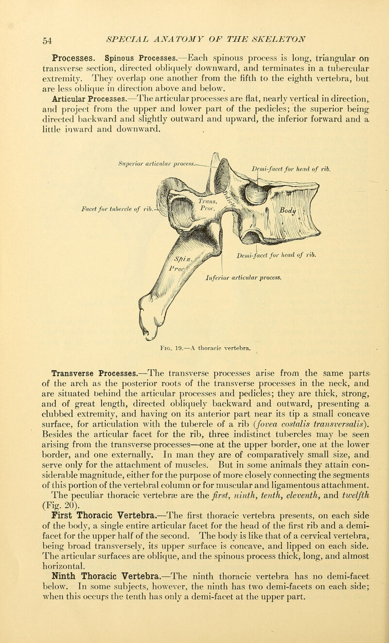 Processes. Spinous Processes.—Each spinous process is long, triangular on transverse section, directed obliquely downward, and terminates in a tubercular extremity. They overlap one another from the fifth to the eighth vertebra, but are less oblique in direction above and below. Articular Processes.—The articular processes are flat, nearly vertical in direction,, and project from the upper and lower part of the pedicles; the superior being directed backward and slightly outward and upward, the inferior forward and a little inward and downward. Superior articular process.- Demi-facet for head of rib. Facet for tubercle of rib. Demi-facet for head of rib. §11. M\ Im Inferior articular process. Fig. 19.—A thoracic vertebra. Transverse Processes.—The transverse processes arise from the same partS' of the arch as the posterior roots of the transverse processes in the neck, and are situated behind the articular processes and pedicles; they are thick, strong, and of great length, directed obliquely backward and outward, presenting a clubbed extremity, and having on its anterior part near its tip a small concave surface, for articulation with the tubercle of a rib (fovea costalis transversalis). Besides the articular facet for the rib, three indistinct tubercles may be seen arising from the transverse processes—one at the upper border, one at the lower border, and one externally. In man they are of comparatively small size, and serve only for the attachment of muscles. But in some animals they attain con- siderable magnitude, either for the purpose of more closely connecting the segments of this portion of the vertebral column or for muscular and ligamentous attachment. The peculiar thoracic vertebrae are the first, ninth, tenth, eleventh, and twelfth (Fig. 20). First Thoracic Vertebra.—The first thoracic vertebra presents, on each side of the body, a single entire articular facet for the head of the first rib and a demi- facet for the upper half of the second. The body is like that of a cervical vertebra, being broad transversely, its upper surface is concave, and lipped on each side. The articular surfaces are oblique, and the spinous process thick, long, and almost horizontal. Ninth Thoracic Vertebra.—The ninth thoracic vertebra has no demi-facet below. In some subjects, however, the ninth has two demi-facets on each side; when this occuys the tenth has only a demi-facet at the upper part.