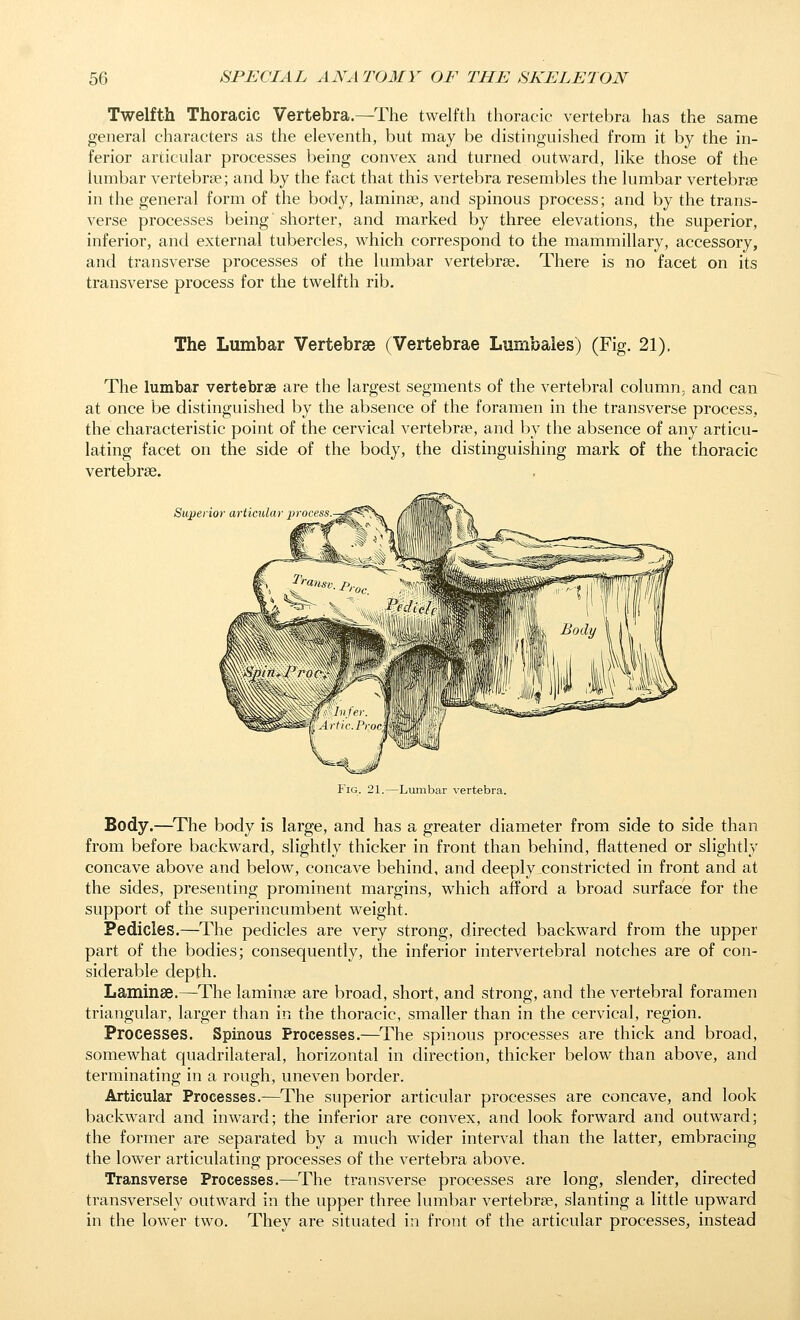 Twelfth Thoracic Vertebra.—^The twelfth thoracic vertebra has the same general characters as the eleventh, but may be distinguished from it by the in- ferior articular processes being convex and turned outward, like those of the lumbar vertebra?; and by the fact that this vertebra resembles the lumbar vertebrae in the general form of the body, laminae, and spinous process; and by the trans- verse processes being' shorter, and marked by three elevations, the superior, inferior, and external tubercles, which correspond to the mammillary, accessory, and transverse processes of the lumbar vertebrae. There is no facet on its transverse process for the twelfth rib. The Lumbar Vertebrae (Vertebrae Lurnbales) (Fig. 21), The lumbar vertebrae are the largest segments of the vertebral column, and can at once be distinguished by the absence of the foramen in the transverse process, the characteristic point of the cervical vertebrae, and by the absence of any articu- lating facet on the side of the body, the distinguishing mark of the thoracic vertebrae. Superior articulai piocess Fig. 21.—Lumbar vertebra. Body.—^The body is large, and has a greater diameter from side to side than from before backward, slightly thicker in front than behind, flattened or slightly concave above and below, concave behind, and deeply constricted in front and at the sides, presenting prominent margins, which afford a broad surface for the support of the superincumbent weight. Pedicles.—The pedicles are very strong, directed backward from the upper part of the bodies; consequently, the inferior intervertebral notches are of con- siderable depth. Laminae.—The laminae are broad, short, and strong, and the vertebral foramen triangular, larger than in the thoracic, smaller than in the cervical, region. Processes. Spinous Processes.—The spinous processes are thick and broad, somewhat quadrilateral, horizontal in direction, thicker below than above, and terminating in a rough, uneven border. Articular Processes.—The superior articular processes are concave, and look backward and inward; the inferior are convex, and look forward and outward; the former are separated by a much wider interval than the latter, embracing the lower articulating processes of the vertebra above. Transverse Processes.—^The transverse processes are long, slender, directed transversely outward in the upper three lumbar vertebrae, slanting a little upward in the lower two. They are situated in front of the articular processes, instead