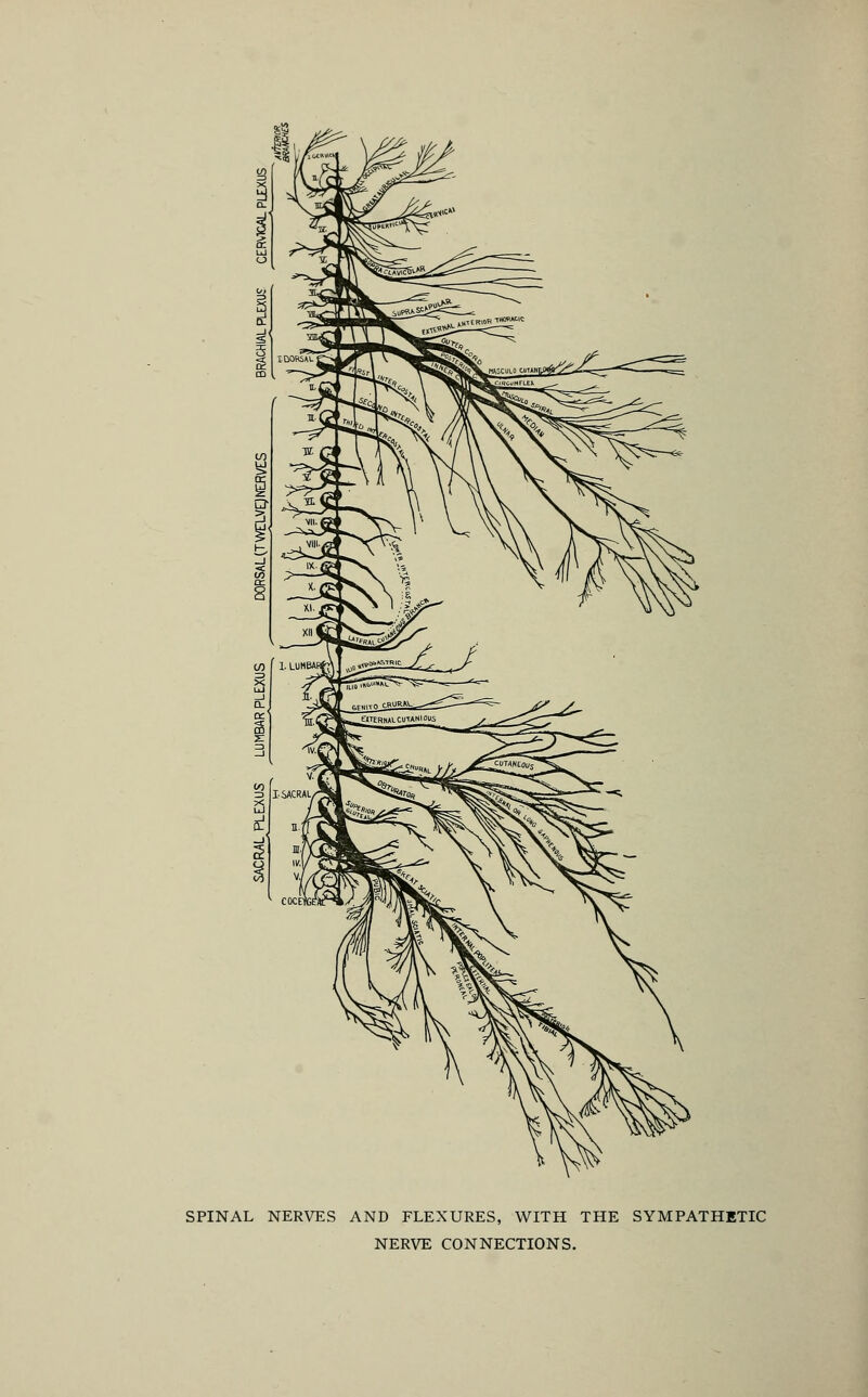 SPINAL NERVES AND FLEXURES, WITH THE SYMPATHETIC NERVE CONNECTIONS.