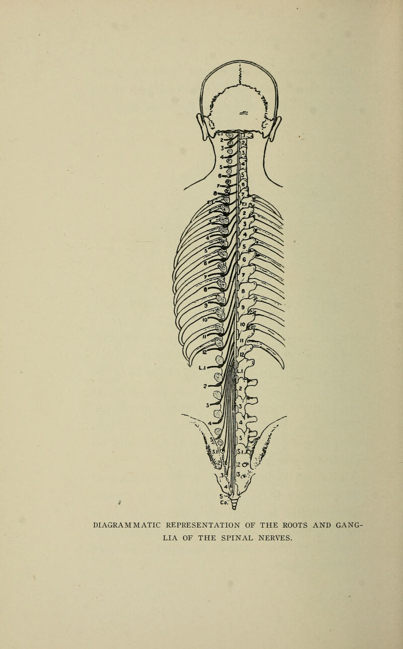 DIAGRAMMATIC REPRESENTATION OF THE ROOTS AND GANG- LIA OF THE SPINAL NERVES.