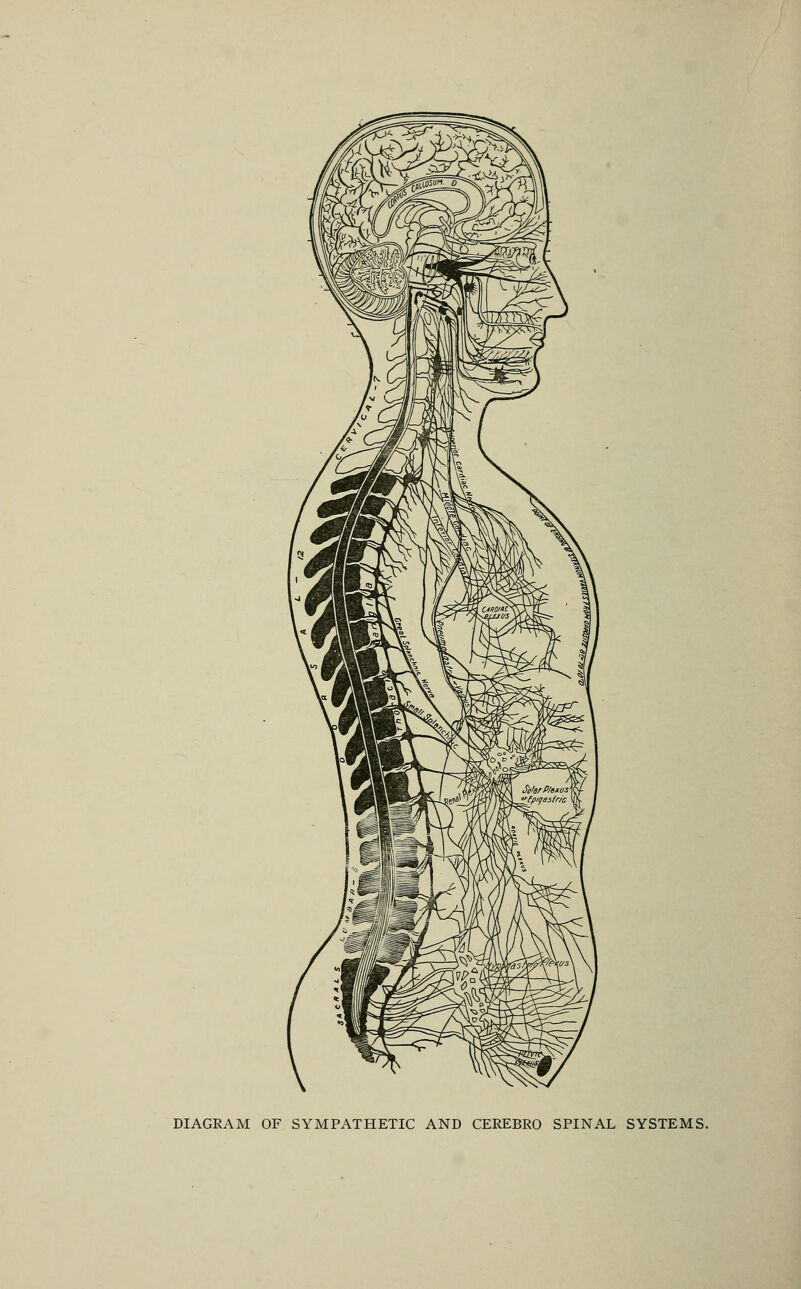 DIAGRAM OF SYMPATHETIC AND CEREBRO SPINAL SYSTEMS.