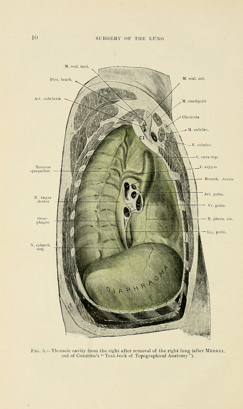 M. seal, met! Plex. bracli. Art. subclavia M. seal. ant. M. omohyoid Truncus sympathie. N. vagus dexter Oeso- phagus X. splanch. maj. Fig. 5.—Thoracic cavity from the right after removal of the right lung (after Merkel, out of Corning!s  Text-book of Topographical Anatomy).