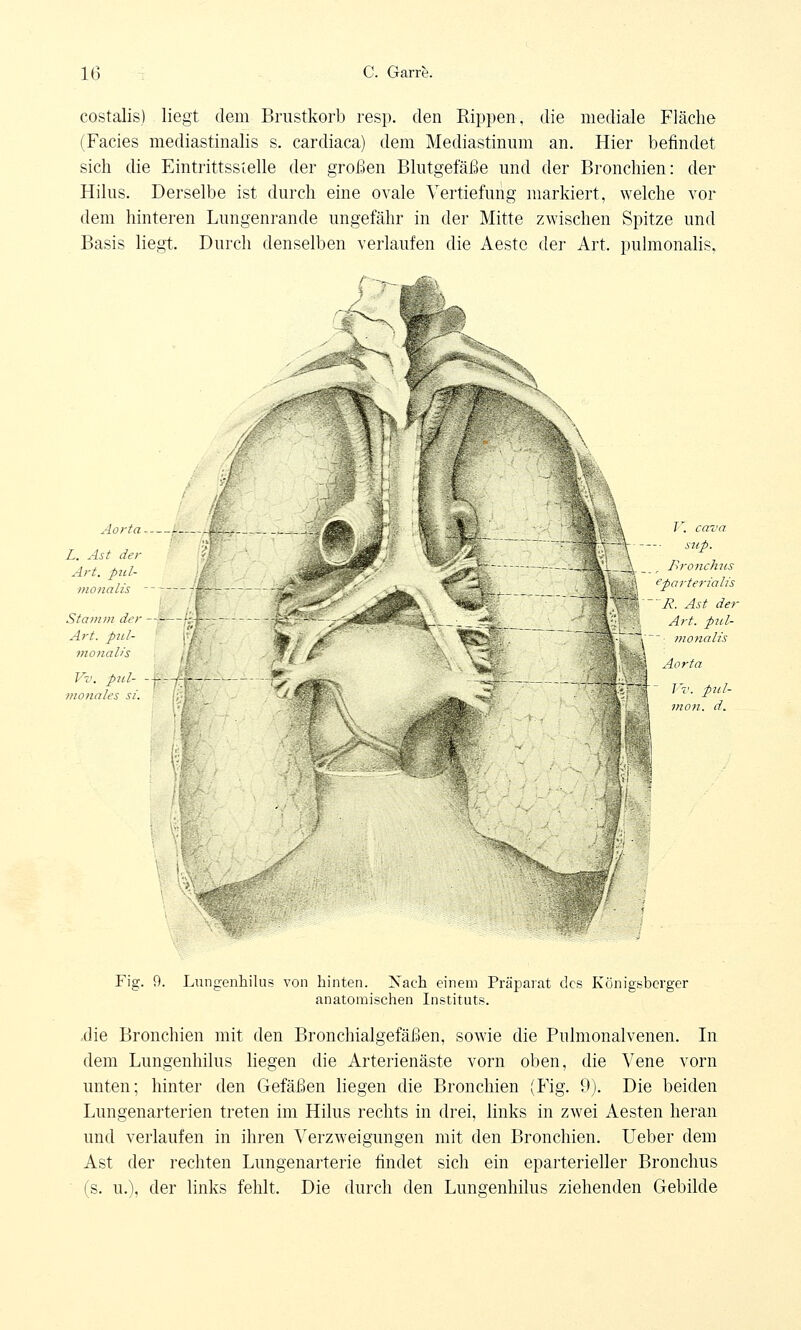 costalis) liegt dem Brustkorb resp. den Rippen, die mediale Fläche (Facies mediastinalis s. cardiaca) dem Mediastinum an. Hier befindet sich die Eintrittsstelle der großen Blutgefäße und der Bronchien: der Hilus. Derselbe ist durch eine ovale Vertiefung markiert, welche vor dem hinteren Lungenrande ungefähr in der Mitte zwischen Spitze und Basis liegt. Durch denselben verlaufen die Aeste der Art. pulmonalis. Aorta . M L. Ast der Art, pul- monalis Stamm der Art. pul- monales Vv. pul- ■ monales st. V. cava sup. Bronchus eparterialis ' R. Ast der Art. pul- ' monalis Aorta ' Vv. pul- mon. d. Fig. 9. Lungenhilus von hinten. Nach einem Präparat des Königsberger anatomischen Instituts. die Bronchien mit den Bronchialgefäßen, sowie die Pulmonalvenen. In dem Lungenhilus liegen die Arterienäste vorn oben, die Vene vorn unten; hinter den Gefäßen liegen die Bronchien (Fig. 9). Die beiden Lungenarterien treten im Hilus rechts in drei, links in zwei Aesten heran und verlaufen in ihren Verzweigungen mit den Bronchien. Ueber dem Ast der rechten Lungenarterie findet sich ein eparterieller Bronchus (s. u.), der links fehlt. Die durch den Lungenhilus ziehenden Gebilde