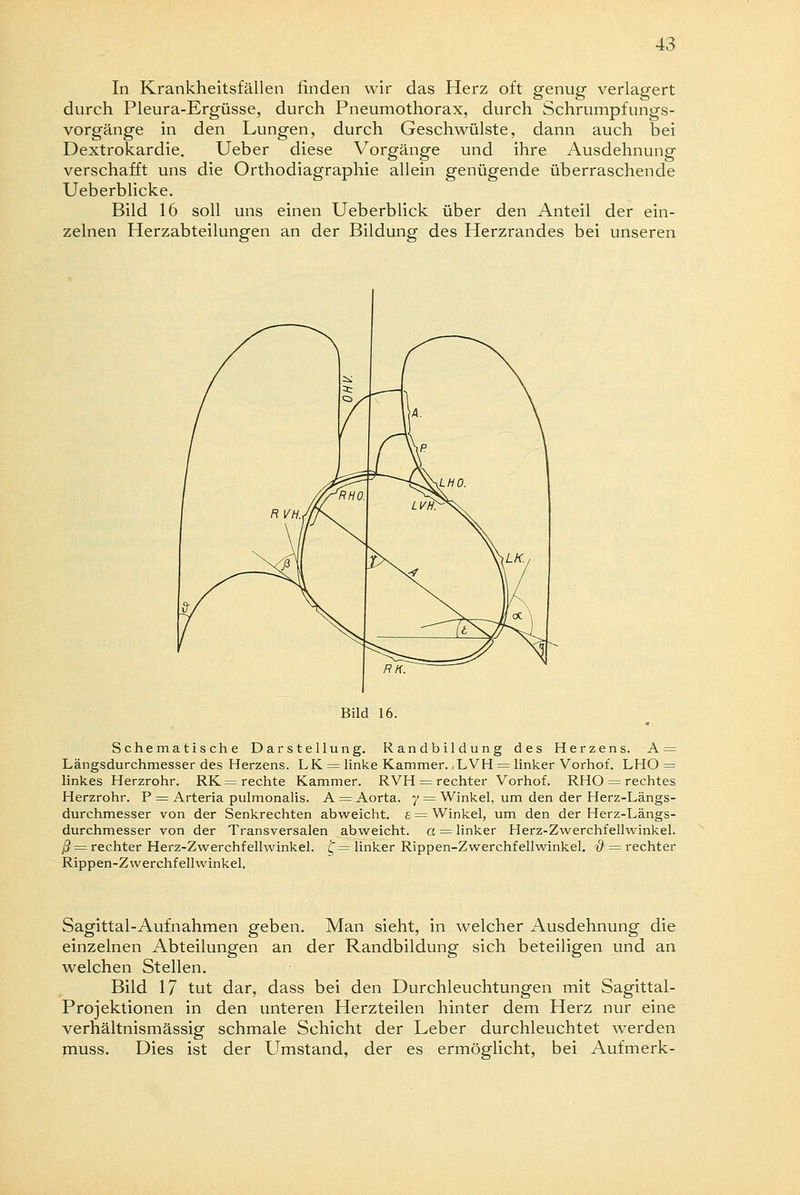In Krankheitsfällen rinden wir das Herz oft genug verlagert durch Pleura-Ergüsse, durch Pneumothorax, durch Schrumpfungs- vorgänge in den Lungen, durch Geschwülste, dann auch bei Dextrokardie. Ueber diese Vorgänge und ihre Ausdehnung verschafft uns die Orthodiagraphie allein genügende überraschende Ueberblicke. Bild 16 soll uns einen Ueberblick über den Anteil der ein- zelnen Herzabteilungen an der Bildung des Herzrandes bei unseren Bild 16. Schematische Darstellung. Randbildung des Herzens. A = Längsdurchmesser des Herzens. LK = linke Kammer. , LVH = linker Vorhof. LHO = linkes Herzrohr. RK = rechte Kammer. RVH = rechter Vorhof. RHO = rechtes Herzrohr. P = Arteria pulmonalis. A = Aorta, y = Winkel, um den der Herz-Längs- durchmesser von der Senkrechten abweicht, s = Winkel, um den der Herz-Längs- durchmesser von der Transversalen abweicht, a = linker Herz-Zwerchfellwinkel. ß = rechter Herz-Zwerchfellwinkel, £—linker Rippen-Zwerchfellwinkel. $ = rechter Rippen-Zwerchfellwinkel. Sagittal-Aufnahmen geben. Man sieht, in welcher Ausdehnung die einzelnen Abteilungen an der Randbildung sich beteiligen und an welchen Stellen. Bild 17 tut dar, dass bei den Durchleuchtungen mit Sagittal- Projektionen in den unteren Herzteilen hinter dem Herz nur eine verhältnismässig schmale Schicht der Leber durchleuchtet werden muss. Dies ist der Umstand, der es ermöglicht, bei Aufmerk-