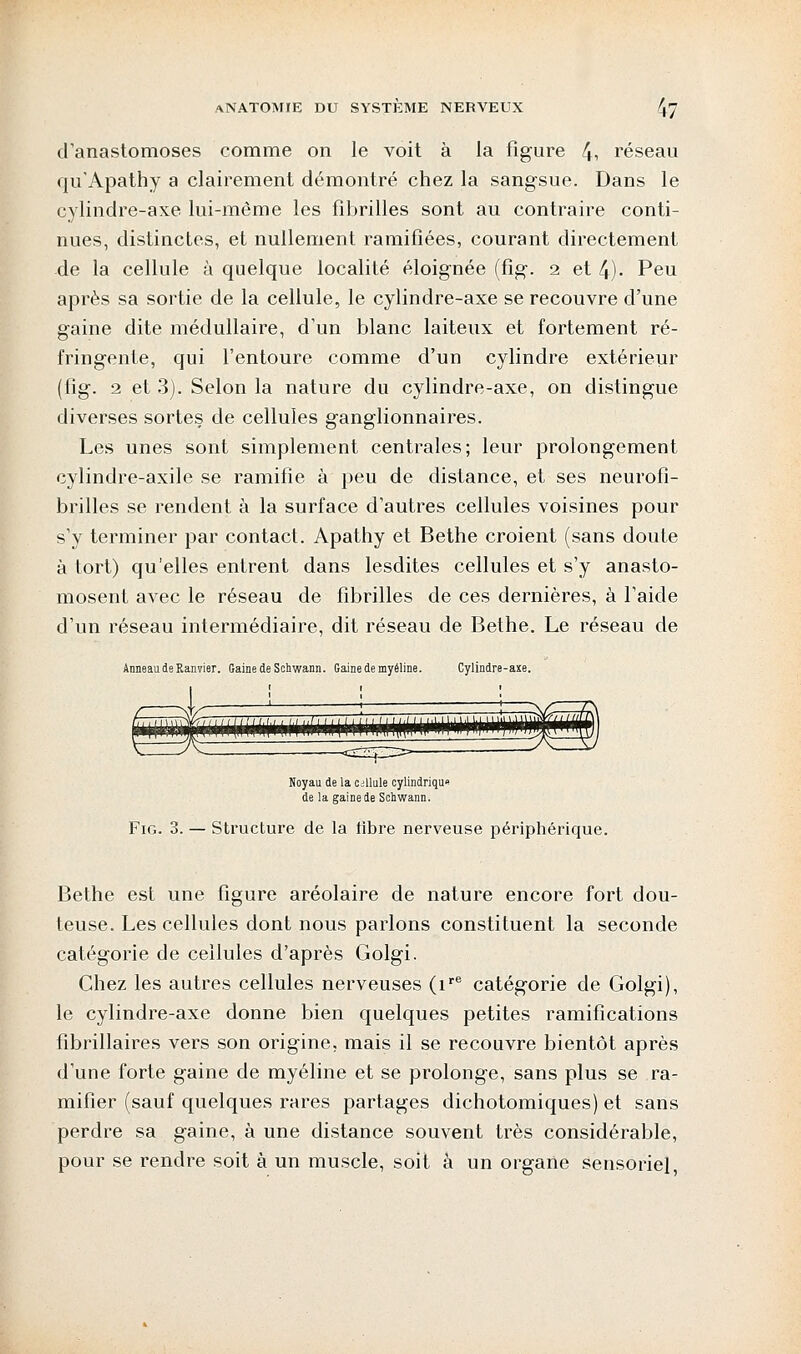 d'anastomoses comme on le voit à la figure 4i réseau qu'Apathy a clairement démontré chez la sangsue. Dans le cylindre-axe lui-même les fibrilles sont au contraire conti- nues, distinctes, et nullement ramifiées, courant directement de la cellule à quelque localité éloignée (fig. 2 et 4)- Peu après sa sortie de la cellule, le cylindre-axe se recouvre d'une gaine dite médullaire, d'un blanc laiteux et fortement ré- fringente, qui l'entoure comme d'un cylindre extérieur (fig. 2 et 3). Selon la nature du cylindre-axe, on distingue diverses sortes de cellules ganglionnaires. Les unes sont simplement centrales; leur prolongement cylindre-axile se ramifie à peu de distance, et ses neurofi- brilles se rendent à la surface d'autres cellules voisines pour s'y terminer par contact. Apathy et Bethe croient (sans doute à tort) qu'elles entrent dans lesdites cellules et s'y anasto- mosent avec le réseau de fibrilles de ces dernières, à l'aide d'un réseau intermédiaire, dit réseau de Bethe. Le réseau de Anneau de Ranvier. Gaine de Schwann. Gaine de myéline. Cylindre-axe. Noyau de la cellule cylindrique de la gaine de Schwann. Fig. 3. — Structure de la libre nerveuse périphérique. Bethe est une figure aréolaire de nature encore fort dou- teuse. Les cellules dont nous parlons constituent la seconde catégorie de cellules d'après Golgi. Chez les autres cellules nerveuses (ire catégorie de Golgi), le cylindre-axe donne bien quelques petites ramifications fibrillaires vers son origine, mais il se recouvre bientôt après d'une forte gaine de myéline et se prolonge, sans plus se ra- mifier (sauf quelques rares partages dichotomiques) et sans perdre sa gaine, à une distance souvent très considérable, pour se rendre soit à un muscle, soit à un organe sensoriel,