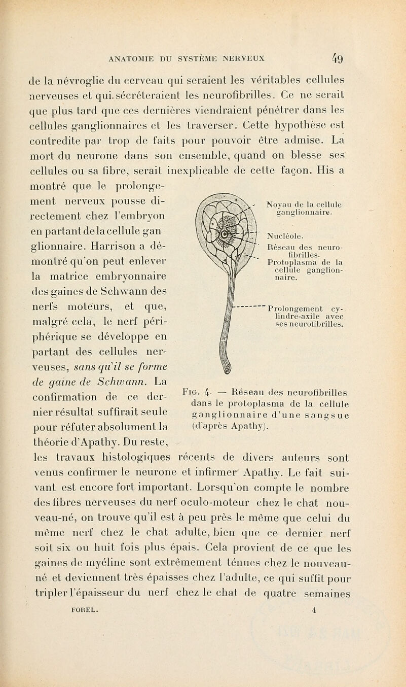 de la névroglie du cerveau qui seraient les véritables cellules nerveuses et qui.sécréteraient les neurofibrilles. Ce ne serait que plus tard que ces dernières viendraient pénétrer dans les cellules ganglionnaires et les traverser. Cette hypothèse est contredite par trop de faits pour pouvoir être admise. La mort du neurone dans son ensemble, quand on blesse ses cellules ou sa fibre, serait inexplicable de celte façon. His a montré que le prolonge- ment nerveux pousse di- rectement chez l'embryon en partant de la cellule gan glionnaire. Harrison a dé- montré qu'on peut enlever la matrice embryonnaire Noyau de la cellule ganglionnaire. Nucléole. Réseau des neuro- fibrilles. Protoplasma de la cellule ganglion- naire. Prolongement cy- lindre-axile avec ses neurofibrilles. Fig. 4- — Késeau des neurofibrilles dans le protoplasma de la cellule ganglionnaire d'une sangsue (d'après Apathy). des gaines de Schwann des nerfs moteurs, et que, malgré cela, le nerf péri- phérique se développe en partant des cellules ner- veuses, sans qu'il se forme de gaine de Schwann. La confirmation de ce der- nier résultat suffirait seule pour réfuter absolument la théorie d'Apathy. Du reste, les travaux histologiques récents de divers auteurs sont venus confirmer le neurone et infirmer Apathy. Le fait sui- vant est encore fort important. Lorsqu'on compte le nombre des fibres nerveuses du nerf oculo-moteur chez le chat nou- veau-né, on trouve qu'il est à peu près le même que celui du même nerf chez le chat adulte, bien que ce dernier nerf soit six ou huit fois plus épais. Cela provient de ce que les gaines de myéline sont extrêmement ténues chez le nouveau- né et deviennent très épaisses chez l'adulte, ce qui suffît pour tripler l'épaisseur du nerf chez le chat de quatre semaines