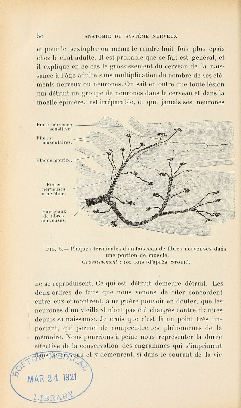 et pour le sextupler ou même le rendre huit fois plus épais chez le chat adulte. Il est probable que ce fait est général, et il explique en ce cas le grossissement du cerveau de la nais- sance à l'âge adulte sans multiplication du nombre de ses élé- ments nerveux ou neurones. On sait en outre que toute lésion qui détruit un groupe de neurones dans le cerveau et dans la moelle épinière, est irréparable, et que jamais ses neurones Fibre nerveuse sensitive. Fibres musculaires. Plaque motrice. Fibres nerveuses à myéline. Faisceaux de fibres nerveuses. Fig. 5.— Plaques terminales d'un faisceau de fibres nerveuses dans une portion de muscle. Grossissement : 100 fois (d'après Stôhr). ne se reproduisent. Ce qui est détruit demeure détruit. Les deux ordres de faits que nous venons de citer concordent entre eux et montrent, à ne guère pouvoir en douter, que les neurones d'un vieillard n'ont pas été changés contre d'autres depuis sa naissance. Je crois que c'est là un point très im- portant, qui permet de comprendre les phénomènes de la mémoire. Nous pourrions à peine nous représenter la durée effective de la conservation des engrammes qui s'impriment v demeurent, si dans le courant de la vie '& raj MAR