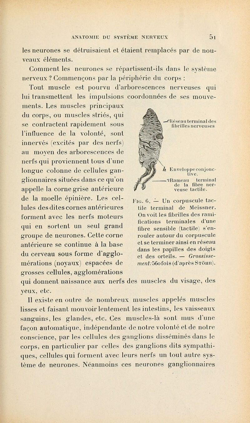 —PRéseau terminal des fibrilles nerveuses les neurones se détruisaient et étaient remplacés par de nou- veaux éléments. Comment les neurones se répartissent-ils dans le système nerveux ? Commençons par la périphérie du corps : Tout muscle est pourvu d'arborescences nerveuses qui lui transmettent les impulsions coordonnées de ses mouve- ments. Les muscles principaux du corps, ou muscles striés, qui se contractent rapidement sous l'influence de la volonté, sont innervés (excités par des nerfs) au moyen des arborescences de nerfs qui proviennent tous d'une longue colonne de cellules gan- glionnaires situées dans ce qu'on appelle la corne grise antérieure de la moelle épinière. Les cel- lules des dites cornes antérieures forment avec les nerfs moteurs qui en sortent un seul grand groupe de neurones. Cette corne antérieure se continue à la base du cerveau sous forme d'agglo- mérations (noyaux) espacées de grosses cellules, agglomérations qui donnent naissance aux nerfs des muscles du visage, des yeux, etc. Il existe en outre de nombreux muscles appelés muscles lisses et faisant mouvoir lentement les intestins, les vaisseaux sanguins, les glandes, etc. Ces muscles-là sont mus d'une façon automatique, indépendante de notre volonté et de notre conscience, par les cellules des ganglions disséminés dans le corps, en particulier par celles des ganglions dits sympathi- ques, cellules qui forment avec leurs nerfs un tout autre sys- tème de neurones. Néanmoins ces neurones ganglionnaires h. Enveloppeconjonc- tive. —^Rameau terminal de la fibre ner- veuse tactile. Fig. 6. — Un corpuscule tac- tile terminal de Meissner. On voit les fibrilles des rami- fications terminales d'une fibre sensible (tactile) s'en- rouler autour du corpuscule et se terminer ainsi en réseau dans les papilles des doigts et des orteils. — Grossisse- menf:56ofois (d'après Stôhr).
