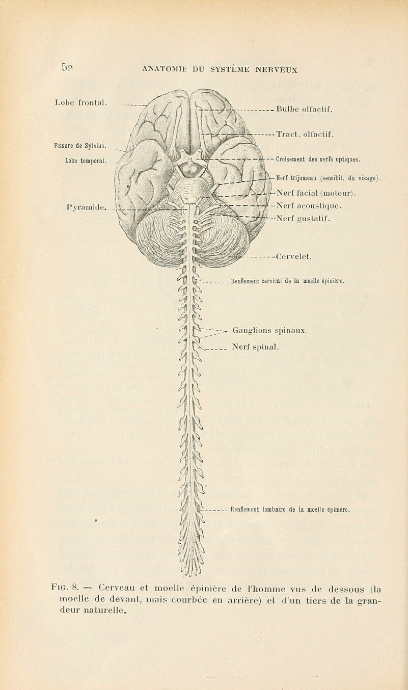 Lobe frontal. Fissure de Sylvius. Lobe temporal. Pyramide. l&mWk ^&£% — Bulbe olfactif. --Tract, olfactif. \: i ' [S '/ \ -<Pr— Croisement des nerfs optiques. >/M^.-r®8£-~- LJAV- Nerf trijumeau (sensibil. du visage) /jjÊA-fc-Nerf facial (moteur). -Nerf acoustique. -•Nerf eustatif. Cervelet. Renflement cervical de la moelle épinière. l\f?~~~~~~-~-~ Ganglions spinaux. / b4- Nerf spinal. fc Renflement lombaire de la moelle épinière. Fig. 8. — Cerveau et moelle épinière de l'homme vus de dessous (la moelle de devant, mais courbée en arrière) et d'un tiers de la gran- deur naturelle.