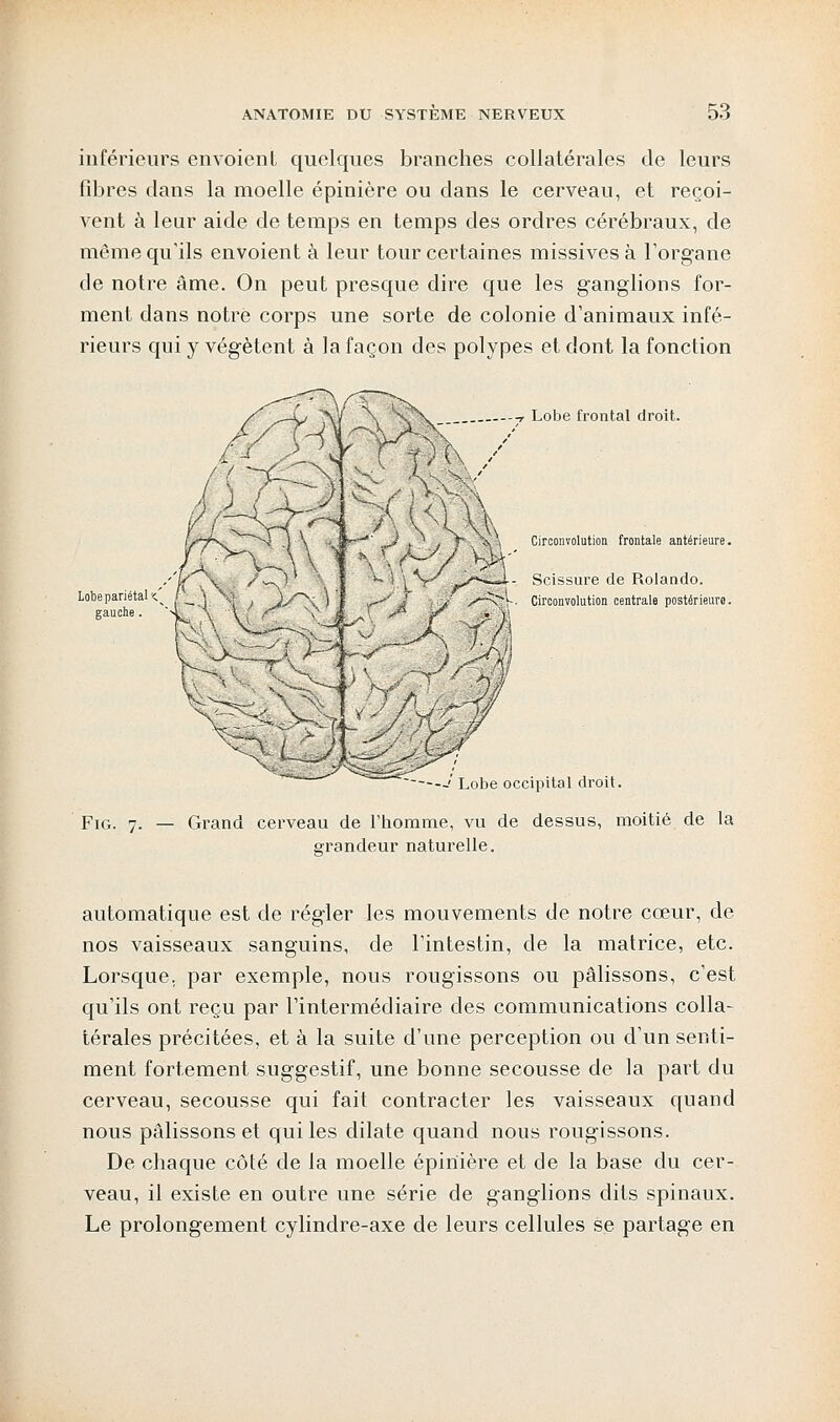 inférieurs envoient quelques branches collatérales de leurs fibres clans la moelle épinière ou dans le cerveau, et reçoi- vent à leur aide de temps en temps des ordres cérébraux, de même qu'ils envoient à leur tour certaines missives à l'organe de notre âme. On peut presque dire que les ganglions for- ment dans notre corps une sorte de colonie d'animaux infé- rieurs qui y végètent à la façon des polypes et dont la fonction Lobe frontal droit. % 3M+^/m Circonvolution frontale antérieure. Lobe pariétal < [ \ \t- Scissure de Rolando. HH-. Circonvolution centrale postérieure Lobe occipital droit. Fig. 7. — Grand cerveau de l'homme, vu de dessus, moitié de la grandeur naturelle. automatique est de régler les mouvements de notre cœur, de nos vaisseaux sanguins, de l'intestin, de la matrice, etc. Lorsque, par exemple, nous rougissons ou pâlissons, c'est qu'ils ont reçu par l'intermédiaire des communications colla- térales précitées, et à la suite d'une perception ou d'un senti- ment fortement suggestif, une bonne secousse de la part du cerveau, secousse qui fait contracter les vaisseaux quand nous pâlissons et qui les dilate quand nous rougissons. De chaque côté de la moelle épinière et de la base du cer- veau, il existe en outre une série de ganglions dits spinaux. Le prolongement cylindre-axe de leurs cellules se partage en