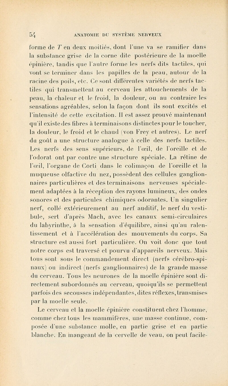 forme de T en deux moitiés, dont l'une va se ramifier dans la substance grise de la corne dite postérieure de la moelle épinière, tandis que l'autre forme les nerfs dits tactiles, qui vont se terminer dans les papilles de la peau, autour de la racine des poils, etc. Ce sont différentes variétés de nerfs tac- tiles qui transmettent au cerveau les attouchements de la peau, la chaleur et le froid, la douleur, ou au contraire les sensations agréables, selon la façon dont ils sont excités et l'intensité de cette excitation. Il est assez prouvé maintenant qu'il existe des fibres à terminaisons distinctes pour le toucher, la douleur, le froid et le chaud (von Frey et autres). Le nerf du goût a une structure analogue à celle des nerfs tactiles. Les nerfs des sens supérieurs, de l'œil, de l'oreille et de l'odorat ont par contre une structure spéciale. La rétine de l'œil, l'organe de Corti dans le colimaçon de l'oreille et la muqueuse olfactive du nez, possèdent des cellules ganglion- naires particulières et des terminaisons nerveuses spéciale- ment adaptées à la réception des rayons lumineux, des ondes sonores et des particules chimiques odorantes. Un singulier nerf, collé extérieurement au nerf auditif, le nerf du vesti- bule, sert d'après Mach, avec les canaux semi-circulaires du labyrinthe, à la sensation d'équilibre, ainsi qu'au ralen- tissement et à l'accélération des mouvements du corps. Sa structure est aussi fort particulière. On voit donc que tout notre corps est traversé et pourvu d'appareils nerveux. Mais tous sont sous le commandement direct (nerfs cérébro-spi- naux) ou indirect (nerfs ganglionnaires) de la grande masse du cerveau. Tous les neurones de la moelle épinière sont di- rectement subordonnés au cerveau, quoiqu'ils se permettent parfois des secousses indépendantes, dites réflexes, transmises par la moelle seule. Le cerveau et la moelle épinière constituent chez l'homme, comme chez tous les mammifères, une masse continue, com- posée d'une substance molle, en partie grise et en partie blanche. En mangeant de la cervelle de veau, on peut facile-