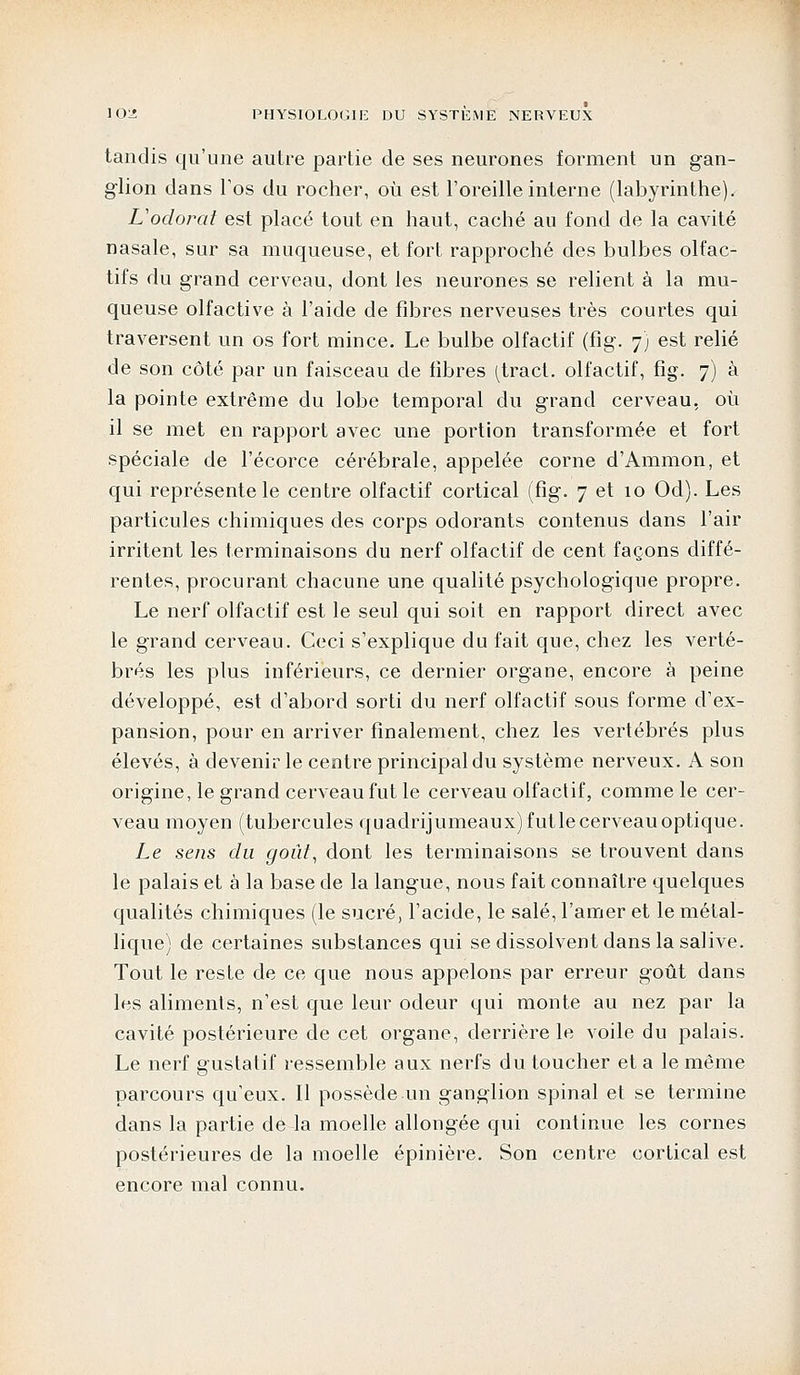 tandis qu'une autre partie de ses neurones forment un gan- glion dans l'os du rocher, où est l'oreille interne (labyrinthe). L'odorat est placé tout en haut, caché au fond de la cavité nasale, sur sa muqueuse, et fort rapproché des bulbes olfac- tifs du grand cerveau, dont les neurones se relient à la mu- queuse olfactive à l'aide de fibres nerveuses très courtes qui traversent un os fort mince. Le bulbe olfactif (fig. 7) est relié de son côté par un faisceau de fibres (tract, olfactif, fig. 7) à la pointe extrême du lobe temporal du grand cerveau, où il se met en rapport avec une portion transformée et fort spéciale de l'écorce cérébrale, appelée corne d'Ammon, et qui représente le centre olfactif cortical (fig. 7 et 10 Od). Les particules chimiques des corps odorants contenus dans l'air irritent les terminaisons du nerf olfactif de cent façons diffé- rentes, procurant chacune une qualité psychologique propre. Le nerf olfactif est le seul qui soit en rapport direct avec le grand cerveau. Ceci s'explique du fait que, chez les verté- brés les plus inférieurs, ce dernier organe, encore à peine développé, est d'abord sorti du nerf olfactif sous forme d'ex- pansion, pour en arriver finalement, chez les vertébrés plus élevés, à devenir le centre principal du système nerveux. A son origine, le grand cerveau fut le cerveau olfactif, comme le cer- veau moyen (tubercules quadrijumeaux)futle cerveau optique. Le sens du goût, dont les terminaisons se trouvent dans le palais et à la base de la langue, nous fait connaître quelques qualités chimiques (le sucré, l'acide, le salé, l'amer et le métal- lique) de certaines substances qui se dissolvent dans la salive. Tout le reste de ce que nous appelons par erreur goût dans les aliments, n'est que leur odeur qui monte au nez par la cavité postérieure de cet organe, derrière le voile du palais. Le nerf gustatif ressemble aux nerfs du toucher et a le même parcours qu'eux. Il possède un ganglion spinal et se termine dans la partie de la moelle allongée qui continue les cornes postérieures de la moelle épinière. Son centre cortical est encore mal connu.