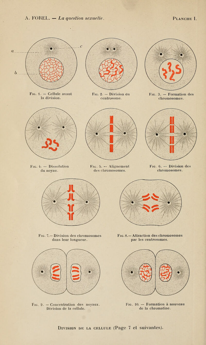 A. FOREL. — La question sexuelle. Planche I. Fig. 1. — Cellule avant la division. Fig. 2. — Division du centrosome. Fig. 3. — Formation des chromosomes. Fig. 4. — Dissolution du noyau. Fig. 5. — Alignement des chromosomes. Fig. 6. — Division des chromosomes. Fig. 7.—Division des chromosomes dans leur longueur. Fig. 8.—Attraction des chromosomes par les centrosomes. Fig. 9. — Concentration des noyaux. Division de la cellule. Fig. 10. — Formation à nouveau de la chromatine. Division de la cellule (Page 7 et suivantes).