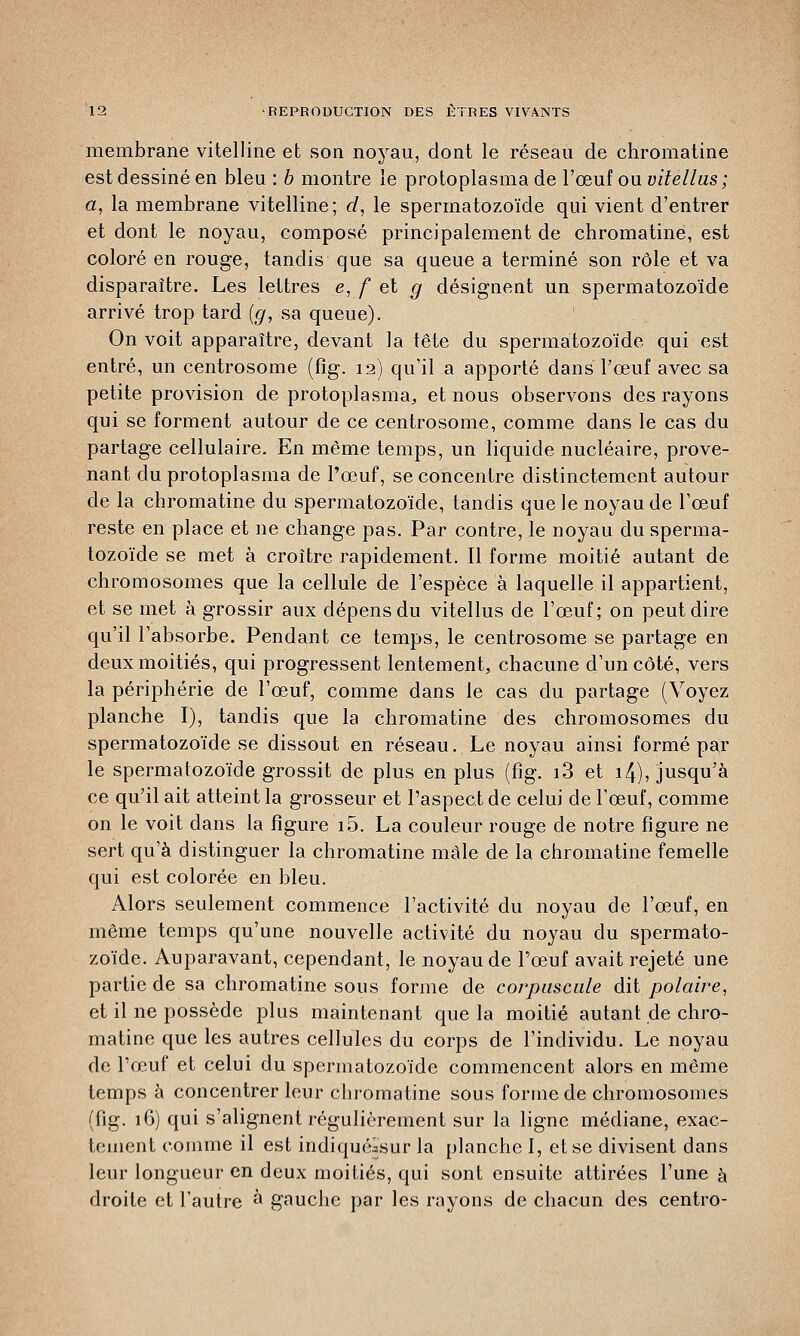 membrane vitelline et son noyau, dont le réseau de chromatine est dessiné en bleu : b montre le protoplasma de l'œuf ou vitellus ; a, la membrane vitelline; d, le spermatozoïde qui vient d'entrer et dont le noyau, composé principalement de chromatine, est coloré en rouge, tandis que sa queue a terminé son rôle et va disparaître. Les lettres e, f et g désignent un spermatozoïde arrivé trop tard {g, sa queue). On voit apparaître, devant la tête du spermatozoïde qui est entré, un centrosome (fig. 12) qu'il a apporté dans l'œuf avec sa petite provision de protoplasma,, et nous observons des rayons qui se forment autour de ce centrosome, comme dans le cas du partage cellulaire. En même temps, un liquide nucléaire, prove- nant du protoplasma de l'œuf, se concentre distinctement autour de la chromatine du spermatozoïde, tandis que le noyau de l'œuf reste en place et ne change pas. Par contre, le noyau du sperma- tozoïde se met à croître rapidement. Il forme moitié autant de chromosomes que la cellule de l'espèce à laquelle il appartient, et se met à grossir aux dépens du vitellus de l'œuf; on peut dire qu'il l'absorbe. Pendant ce temps, le centrosome se partage en deux moitiés, qui progressent lentement, chacune d'un côté, vers la périphérie de l'œuf, comme dans le cas du partage (Voyez planche I), tandis que la chromatine des chromosomes du spermatozoïde se dissout en réseau. Le noyau ainsi formé par le spermatozoïde grossit de plus en plus (fig. i3 et i4), jusqu'à ce qu'il ait atteint la grosseur et l'aspect de celui de l'œuf, comme on le voit dans la figure i5. La couleur rouge de notre figure ne sert qu'à distinguer la chromatine mâle de la chromatine femelle qui est colorée en bleu. Alors seulement commence l'activité du noyau de l'œuf, en même temps qu'une nouvelle activité du noyau du spermato- zoïde. Auparavant, cependant, le noyau de l'œuf avait rejeté une partie de sa chromatine sous forme de corpuscule dit polaire, et il ne possède plus maintenant que la moitié autant de chro- matine que les autres cellules du corps de l'individu. Le noyau de l'œuf et celui du spermatozoïde commencent alors en même temps à concentrer leur chromatine sous forme de chromosomes (fig. 16) qui s'alignent régulièrement sur la ligne médiane, exac- tement comme il est indiquéisur la planche I, et se divisent dans leur longueur en deux moitiés, qui sont ensuite attirées l'une à droite et l'autre à gauche par les rayons de chacun des centro-