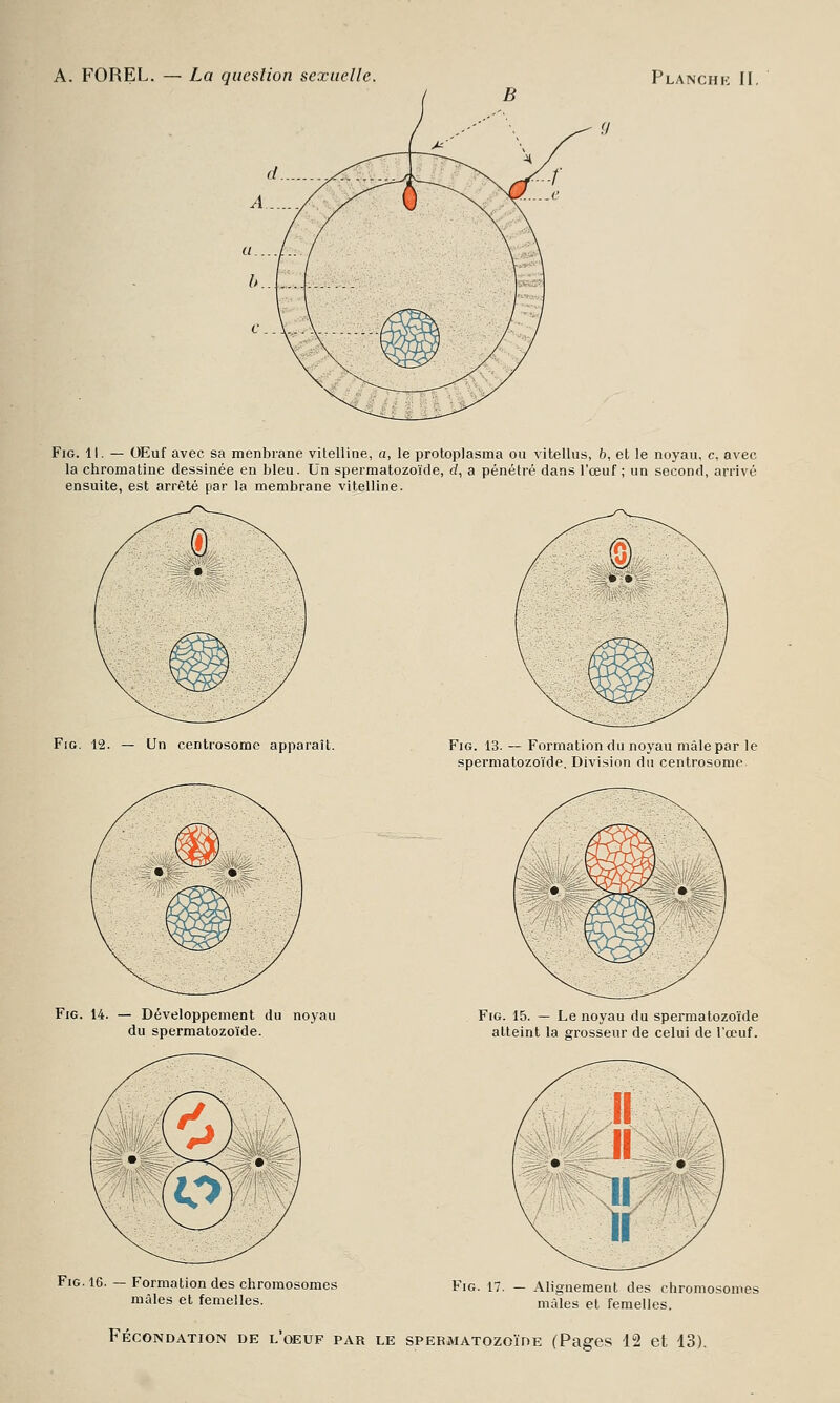 Fig. 11. — OEuf avec sa menbrane vitelline, a, le protoplasma ou vitellus, b, et le noyau, c, avec la chromatine dessinée en bleu. Un spermatozoïde, d, a pénétré dans l'œuf ; un second, arrivé ensuite, est arrêté par la membrane vitelline. Fig. 12. — Un centrosome apparaît. Fig. 14. — Développement du noyau du spermatozoïde. Fig. 16. — Formation des chromosomes mâles et femelles. Fig. 13. — Formation du noyau mâle par le spermatozoïde. Division du centrosome Fig. 15. — Le noyau du spermatozoïde atteint la grosseur de celui de l'œuf. Fig. 17. — Alignement des chromosomes mâles et femelles. FÉCONDATION DE L'OEUF PAR LE SPERMATOZOÏDE (Pages 12 et 13).