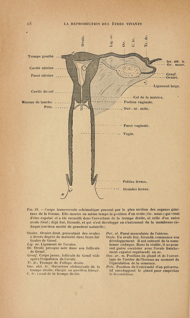 Trompe gauche —g Cavité utérine Paroi utérine Cavité du col Museau de tanche. Prés. -- Out. abd. tr. Ov. mouv. -Ligament large. - -Col de la matrice. Portion vaginale. Ouv. ur. mâle. Paroi vaginale. Vagin. Petites lèvres. Grandes lèvres. Fig. 18. — Coupe transversale schématique passant par le plan médian des organes géni- taux de la femme. Elle montre en même temps la position d'un ovule [Ou. mouv.) qui vient d'être expulsé et a été recueilli dans l'ouverture de la trompe droite, et celle d'un autre ovule (Ovul.) déjà fixé, fécondé, et qui s'est développé en s'entourant de la membrane ca- duque (environ moitié de grandeur naturelle). Ovaire. Ovaire droit, présentant des ovules à divers degrés de maturité dans leurs fol- licules de Graaf. Lig. ov. Ligament de l'ovaire. Ov. Ovule presque mûr dans son follicule de Graaf. Graaf. Corps jaune, follicule de Graaf vide après l'expulsion de l'ovule. Tr. d>\ Trompe de Fallopc droite. Ouv. abd. tr. Ouverture abdominale de la trompe droite, élargie en pavillon frangé. C. Ir. Canal de la trompe droite. Par. al. Paroi musculaire de l'utérus. Ovule. Un ovule fixé, fécondé, commence son développement II est entouré de la mem- brane caduque. Dans la réalité, il ne pour rait guère coexister avec l'ovule fraîche- ment expulsé représenté en ov. Ouv. ur. m. Position du gland et de l'ouver- ture de l'urètre de l'homme au moment de l'éjaculation de la semence. Près. Position de l'extrémité d'un préserva- tif enveloppant le gland pour empêcher la fécondation.