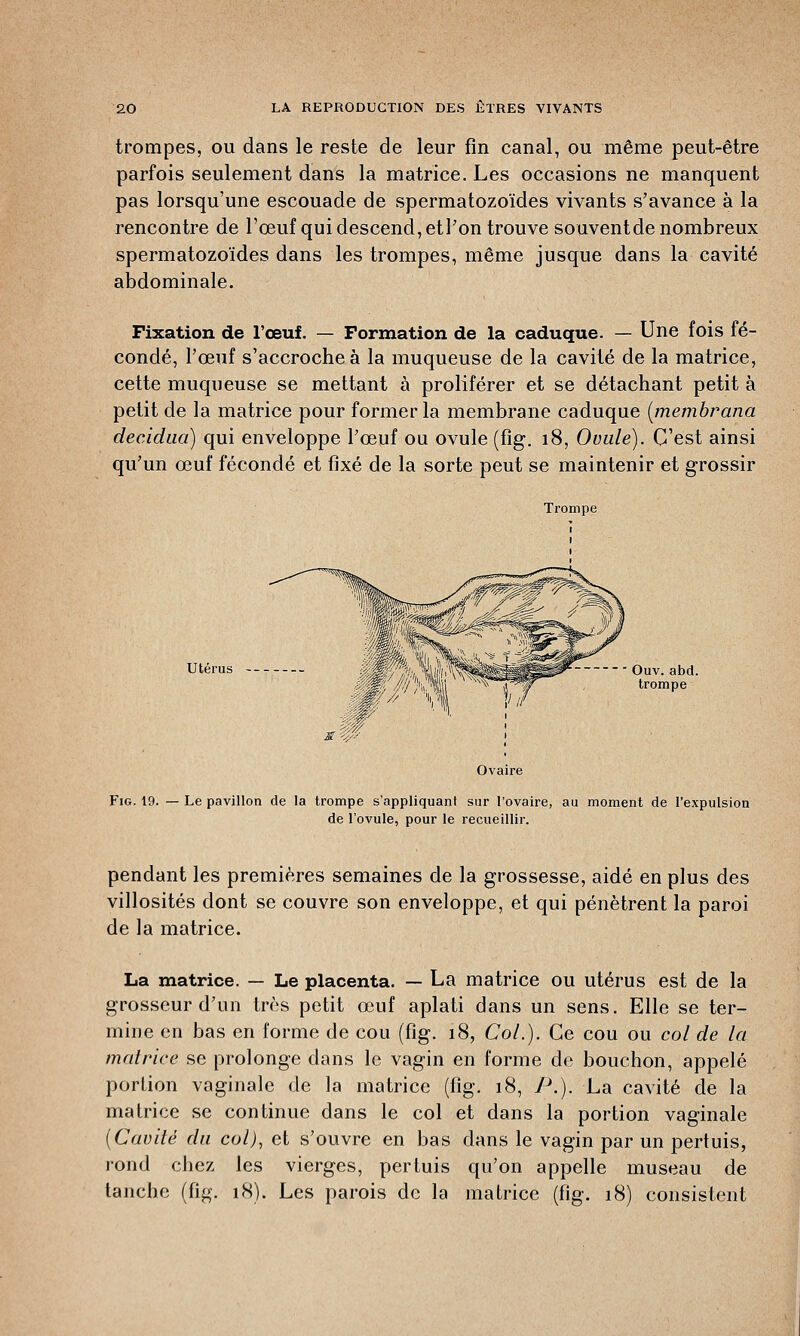 trompes, ou dans le reste de leur fin canal, ou même peut-être parfois seulement dans la matrice. Les occasions ne manquent pas lorsqu'une escouade de spermatozoïdes vivants s'avance à la rencontre de l'œuf qui descend, etl'on trouve souvent de nombreux spermatozoïdes dans les trompes, même jusque dans la cavité abdominale. Fixation de l'œuf. — Formation de la caduque. — Une fois fé- condé, l'œuf s'accroche à la muqueuse de la cavité de la matrice, cette muqueuse se mettant à proliférer et se détachant petit à petit de la matrice pour former la membrane caduque (membrana decidaa) qui enveloppe l'œuf ou ovule (fig. 18, Ovule). C'est ainsi qu'un œuf fécondé et fixé de la sorte peut se maintenir et grossir Trompe Utérus Ouv. abd. trompe Fig. 19. Ovaire Le pavillon de la trompe s'appliquant sur l'ovaire, au moment de l'expulsion de l'ovule, pour le recueillir. pendant les premières semaines de la grossesse, aidé en plus des villosités dont se couvre son enveloppe, et qui pénètrent la paroi de la matrice. La matrice. — Le placenta. — La matrice ou utérus est de la grosseur d'un très petit œuf aplati dans un sens. Elle se ter- mine en bas en forme de cou (fig. 18, Col.). Ce cou ou col de la matrice se prolonge dans le vagin en forme de bouchon, appelé portion vaginale de la matrice (fig. 18, P.). La cavité de la matrice se continue dans le col et dans la portion vaginale (Cavité du col), et s'ouvre en bas dans le vagin par un pertuis, rond cbez les vierges, pertuis qu'on appelle museau de tanche (fig. 18). Les parois de la matrice (fig. 18) consistent