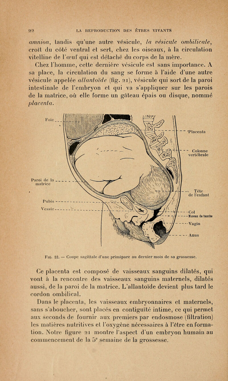 amnion, tandis qu'une autre vésicule, la vésicule ombilicale, croît du côté ventral et sert, chez les oiseaux, à la circulation vitelline de l'œuf qui est détaché du corps de la mère. Chez rhomme, cette dernière vésicule est sans importance. A sa place, la circulation du sang se forme à l'aide d'une autre vésicule appelée allantoïde (fîg. 21), vésicule qui sort de la paroi intestinale de l'embryon et qui va s'appliquer sur les parois de la matrice, où elle forme un gâteau épais ou disque, nommé placenta. Pubis Vessie Placenta Col Museau de tanche Fig. 22. — Coupe sagittale d'une primipare au dernier mois de sa grossesse. Ce placenta est composé de vaisseaux sanguins dilatés, qui vont à la rencontre des vaisseaux sanguins maternels, dilatés aussi, de la paroi de la matrice. L'allantoïde devient plus tard le cordon ombilical. Dans le placenta, les vaisseaux embryonnaires et maternels, sans s'aboucher, sont placés en contiguïté intime, ce qui permet aux seconds de fournir aux premiers par endosmose (filtration) les matières nutritives et l'oxygène nécessaires à l'être en forma- tion. Noire figure 21 montre l'aspect d'un embryon humain au commencement de la 5e semaine de la grossesse.